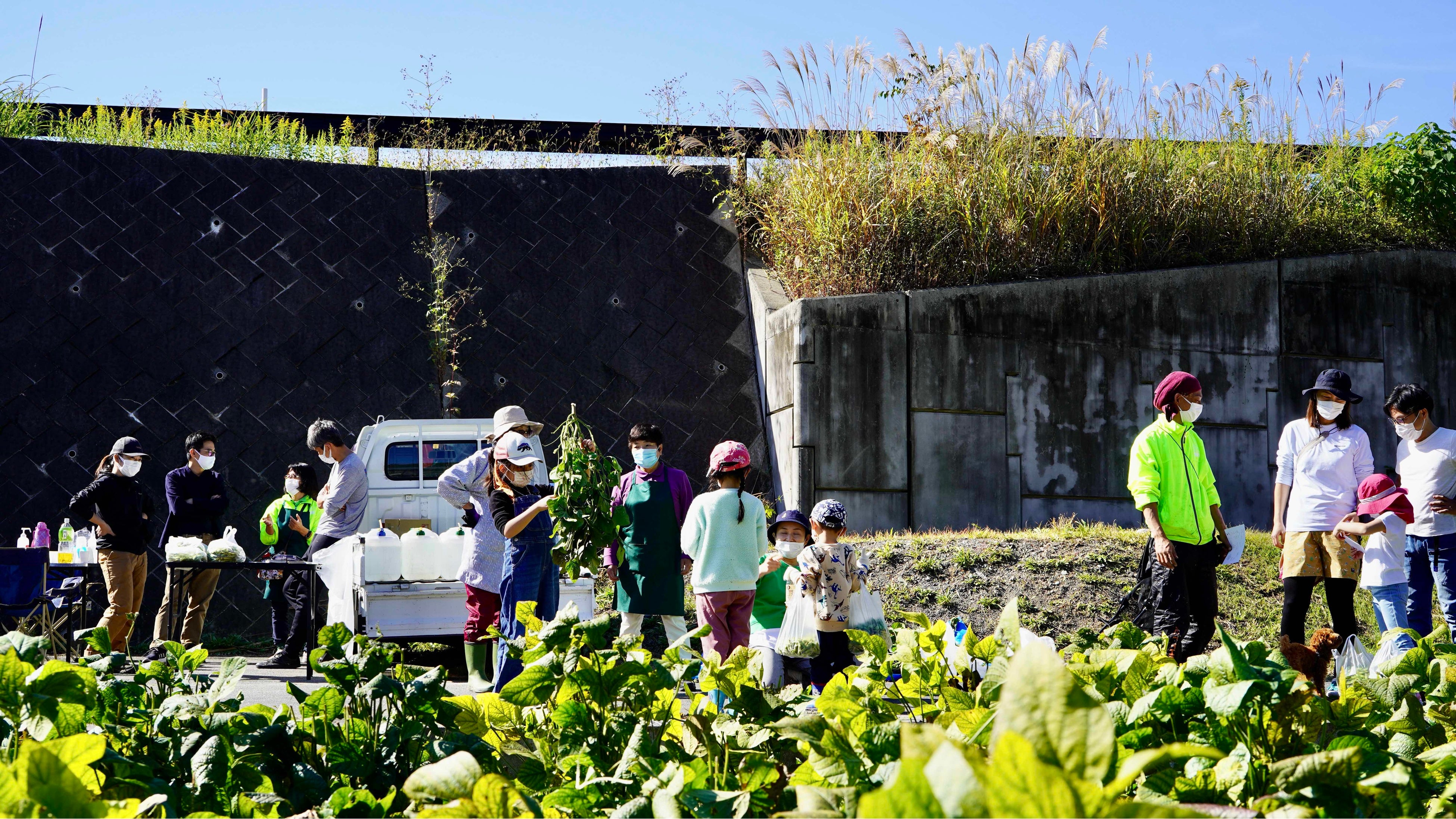 身延町特産あけぼの大豆収穫の様子