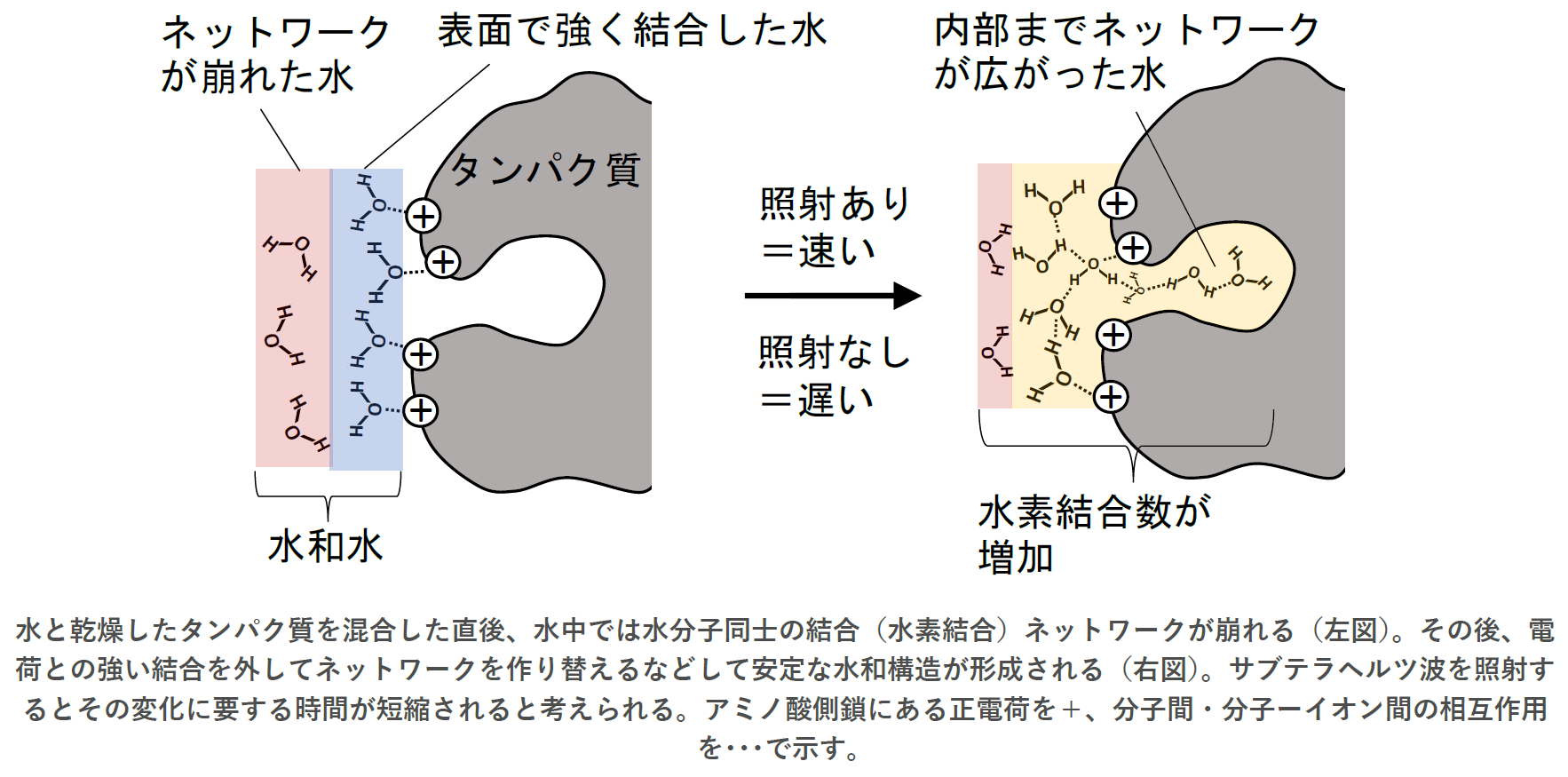 サブテラヘルツ波が⽔とタンパク質のミクロな混合を加速 | 国立研究