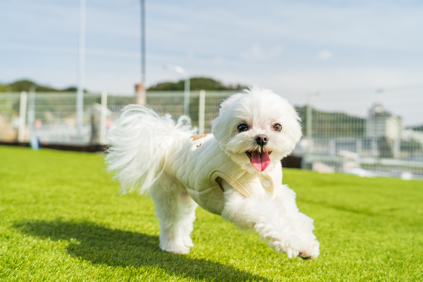 プライベートドッグラン