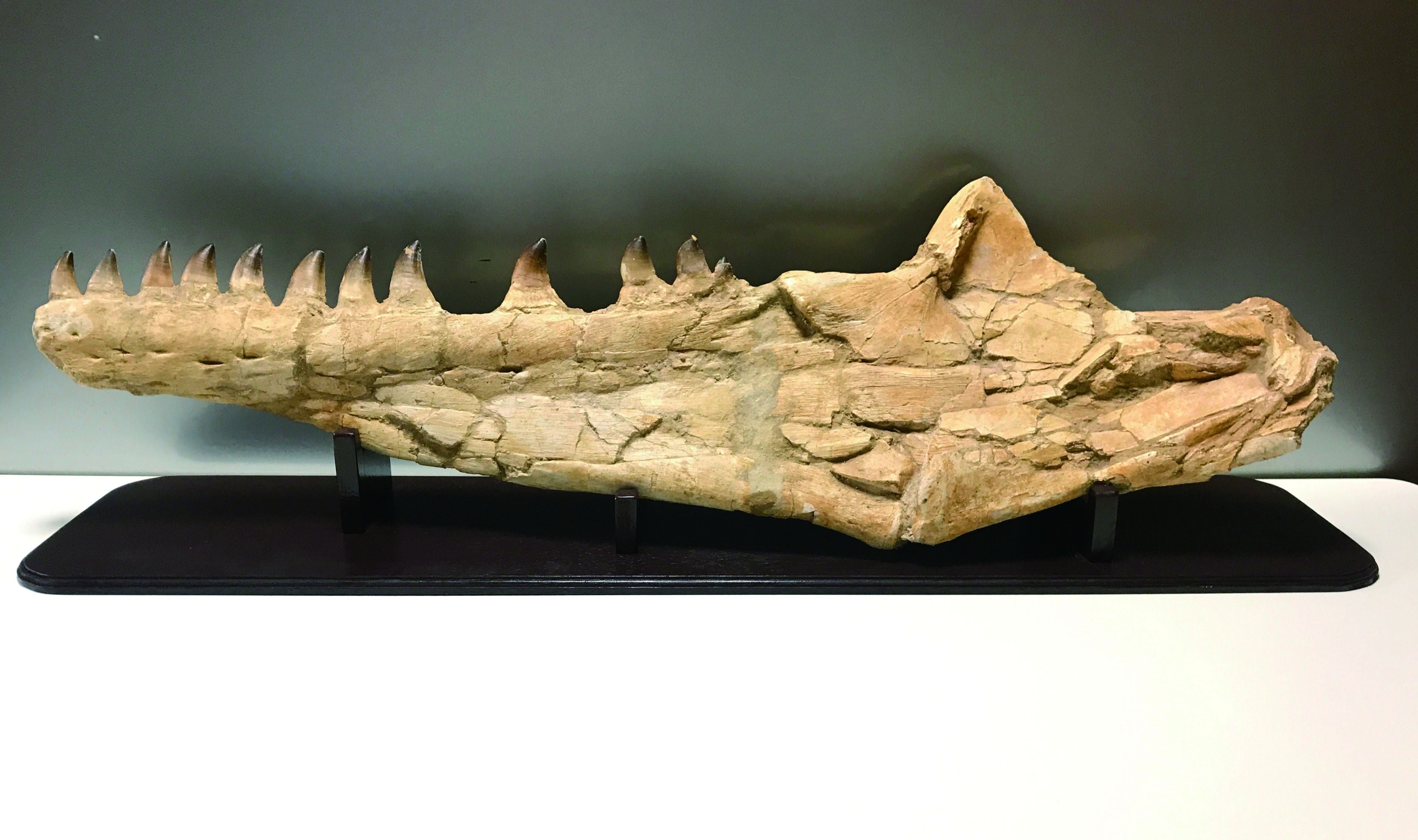 モモサウルスの顎