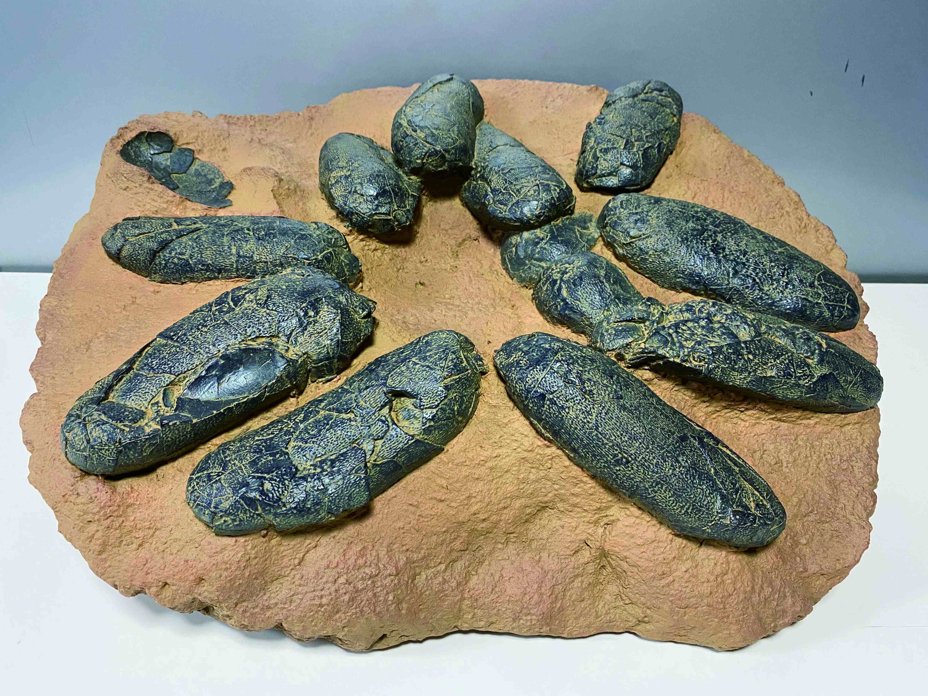 ユタラプトルの卵