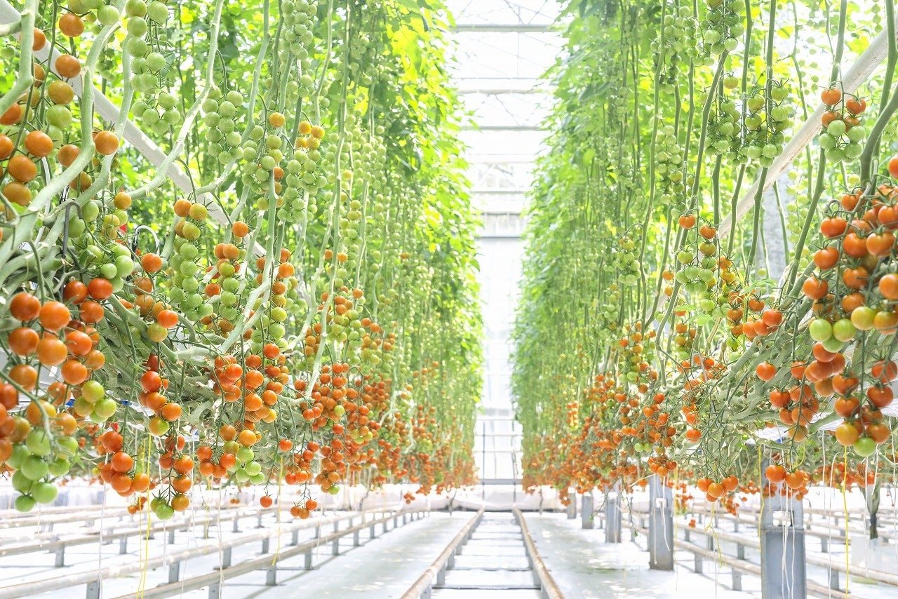 浅井農園のトマトの様子