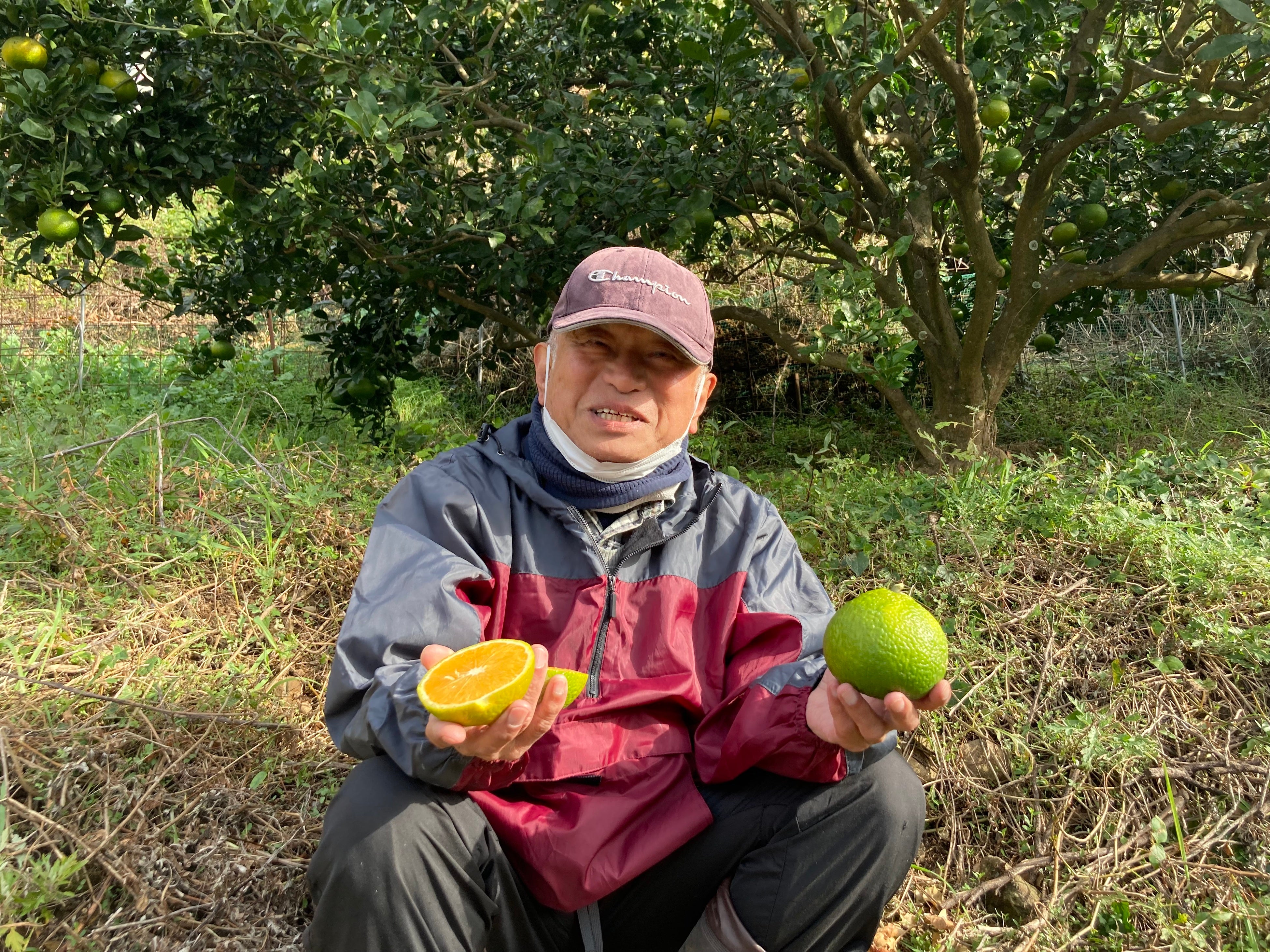 黄金スイートを栽培する吉野さん