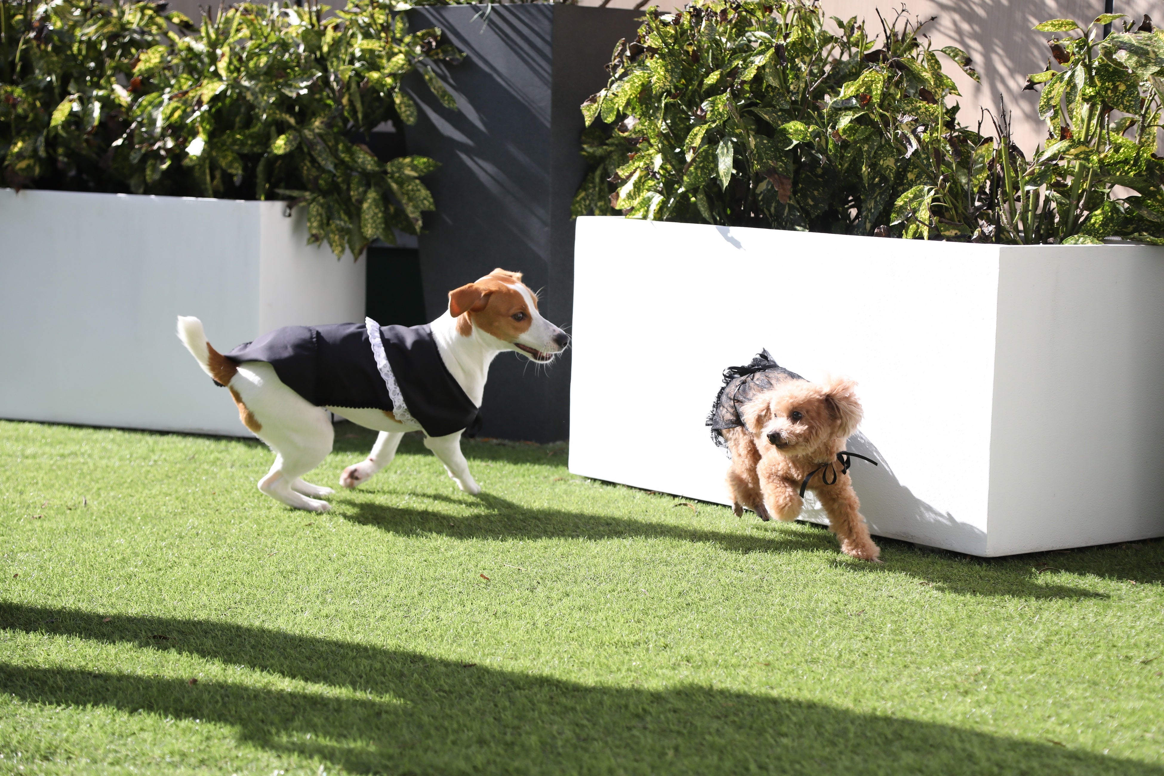 ドックラン(仲池上店限定)