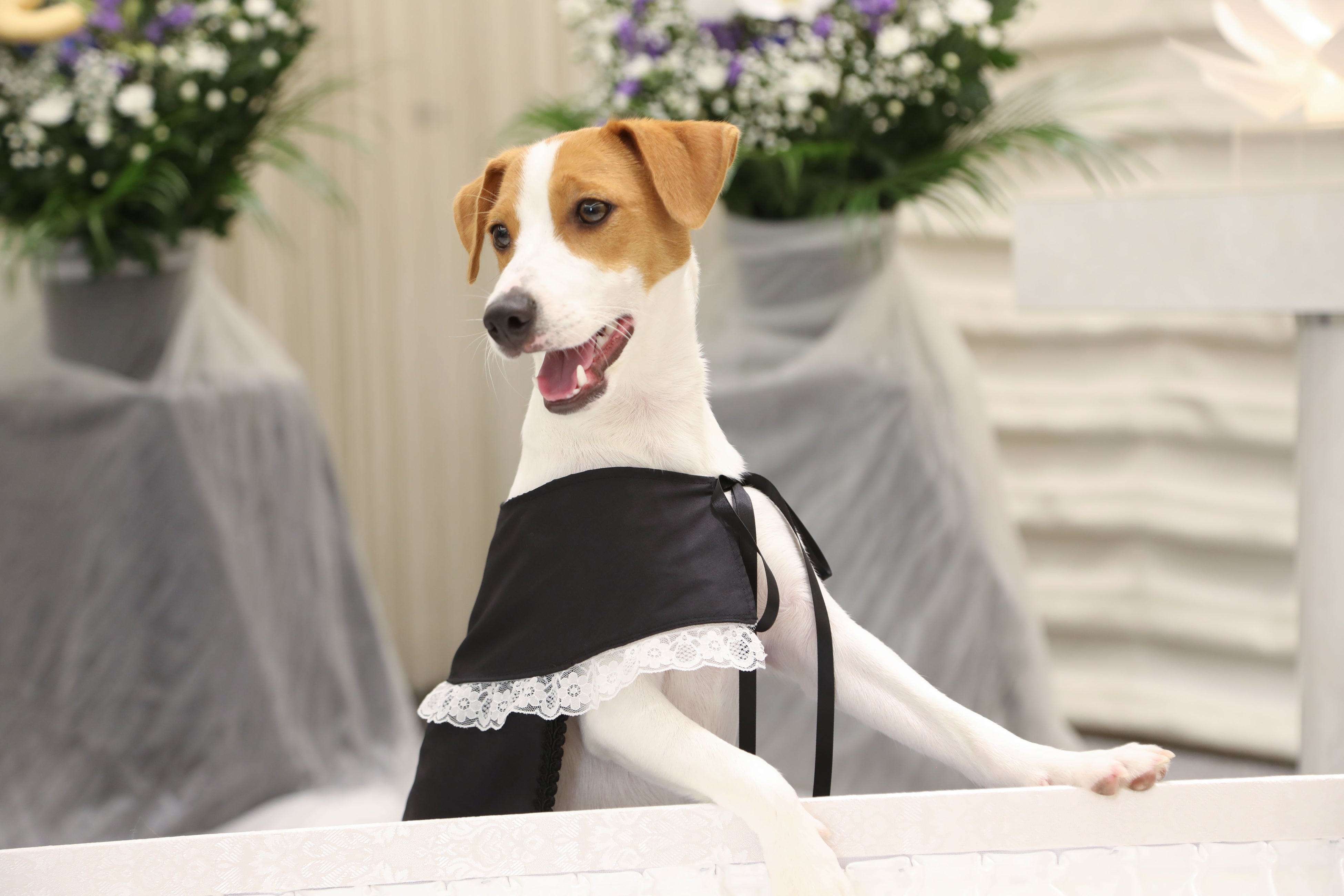 ペットも喪服でお別れ