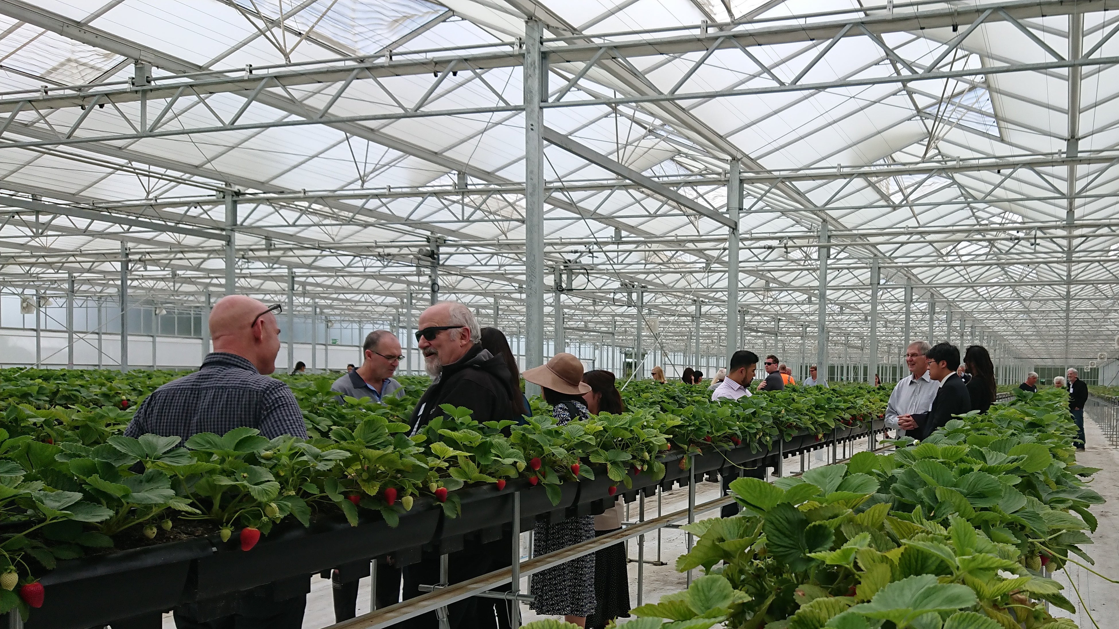 延床面積20,000平方メートルのガラス温室内を見学する式典出席者