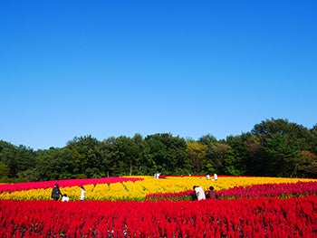 じゃらん 一度は行きたい秋の花絶景ランキング発表 株式会社リクルートのプレスリリース じゃらん 一度は行きたい秋の花絶景ランキング発表 株式会社リクルートのプレスリリース