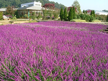 じゃらん 一度は行きたい秋の花絶景ランキング発表 株式会社リクルートのプレスリリース じゃらん 一度は行きたい秋の花絶景ランキング発表 株式会社リクルートのプレスリリース