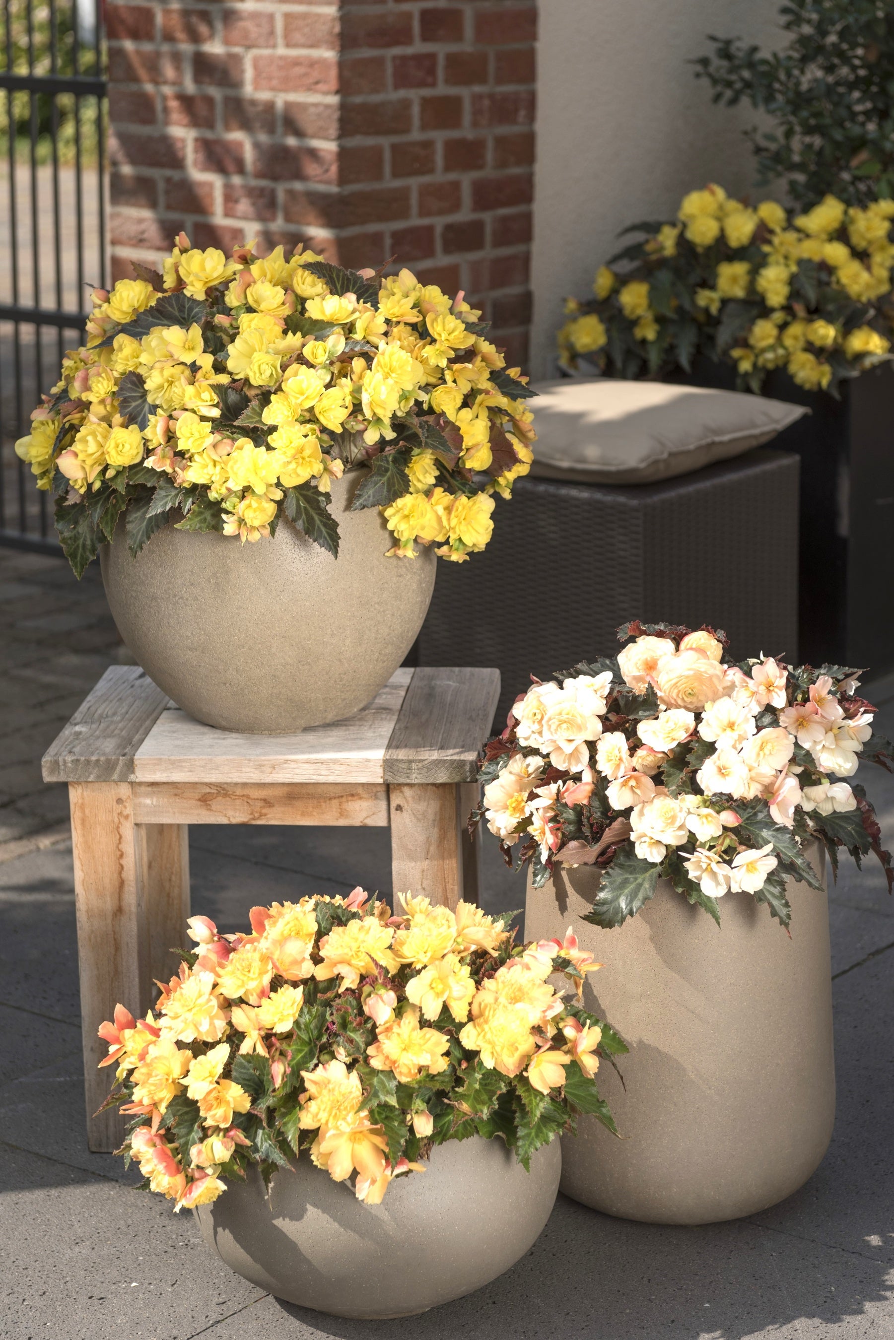 ボリューム感とエレガントさが魅力のベゴニア