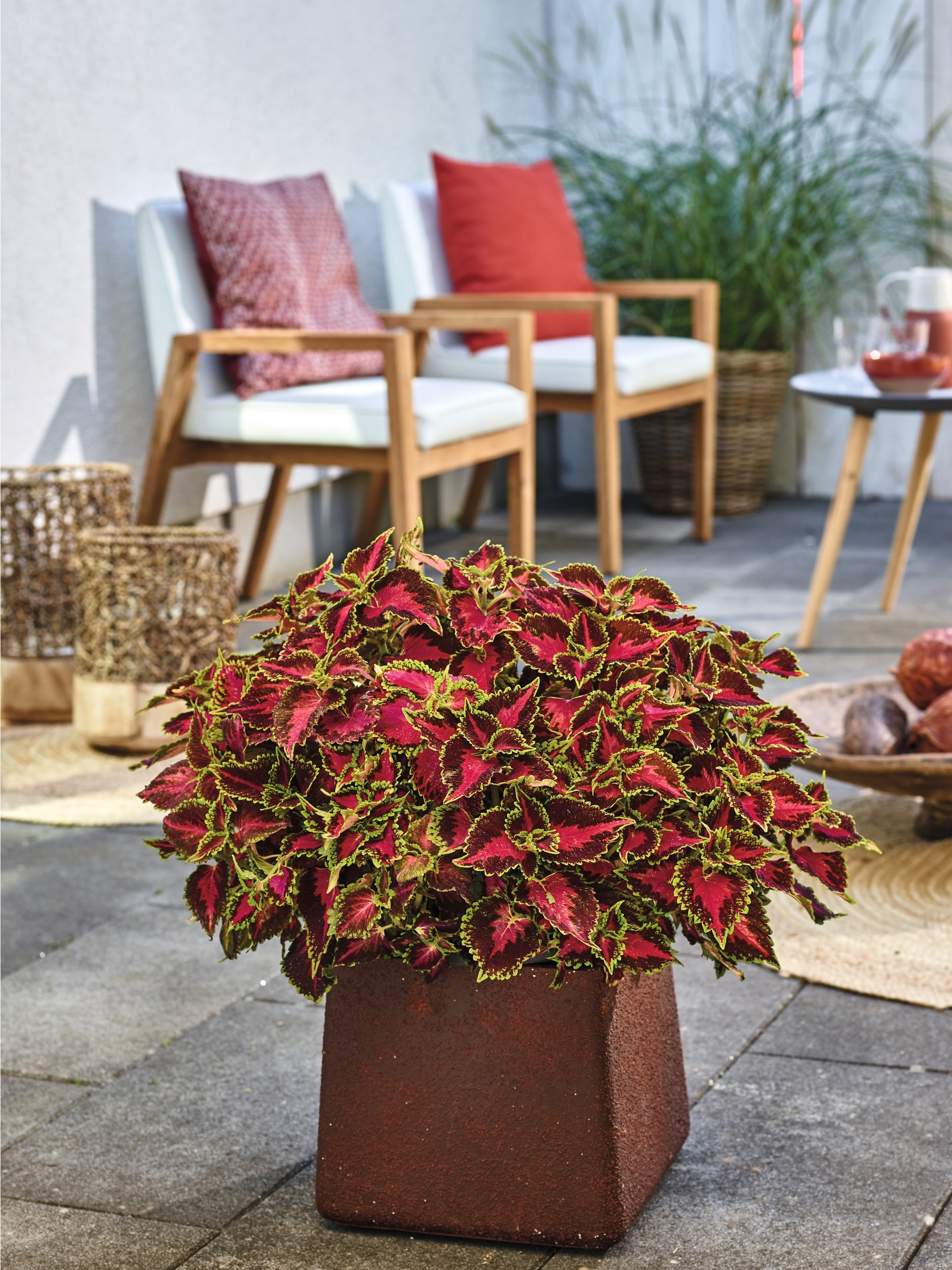 花を付けずに美しさを保つコリウス