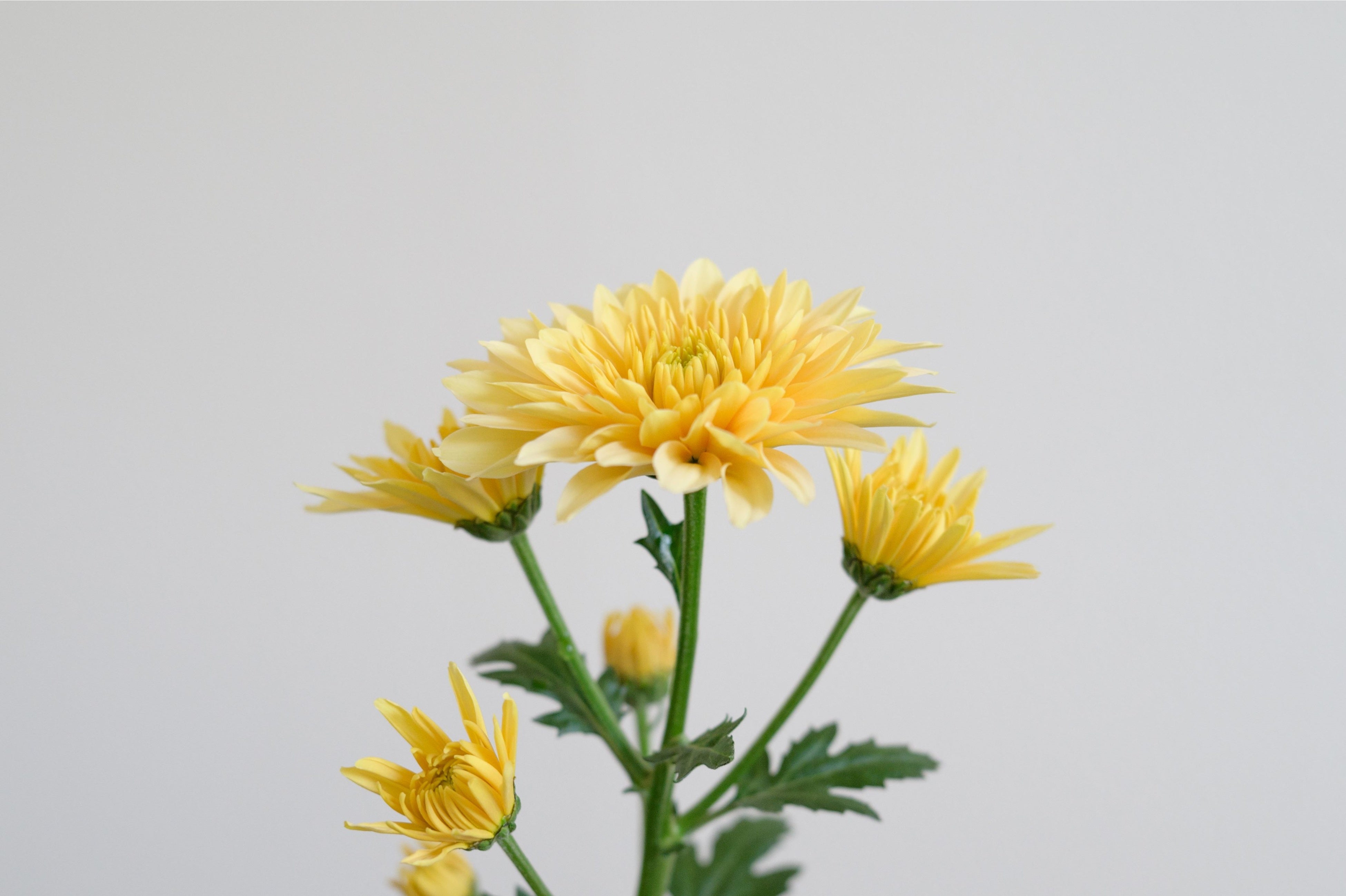 パステラベリーニ