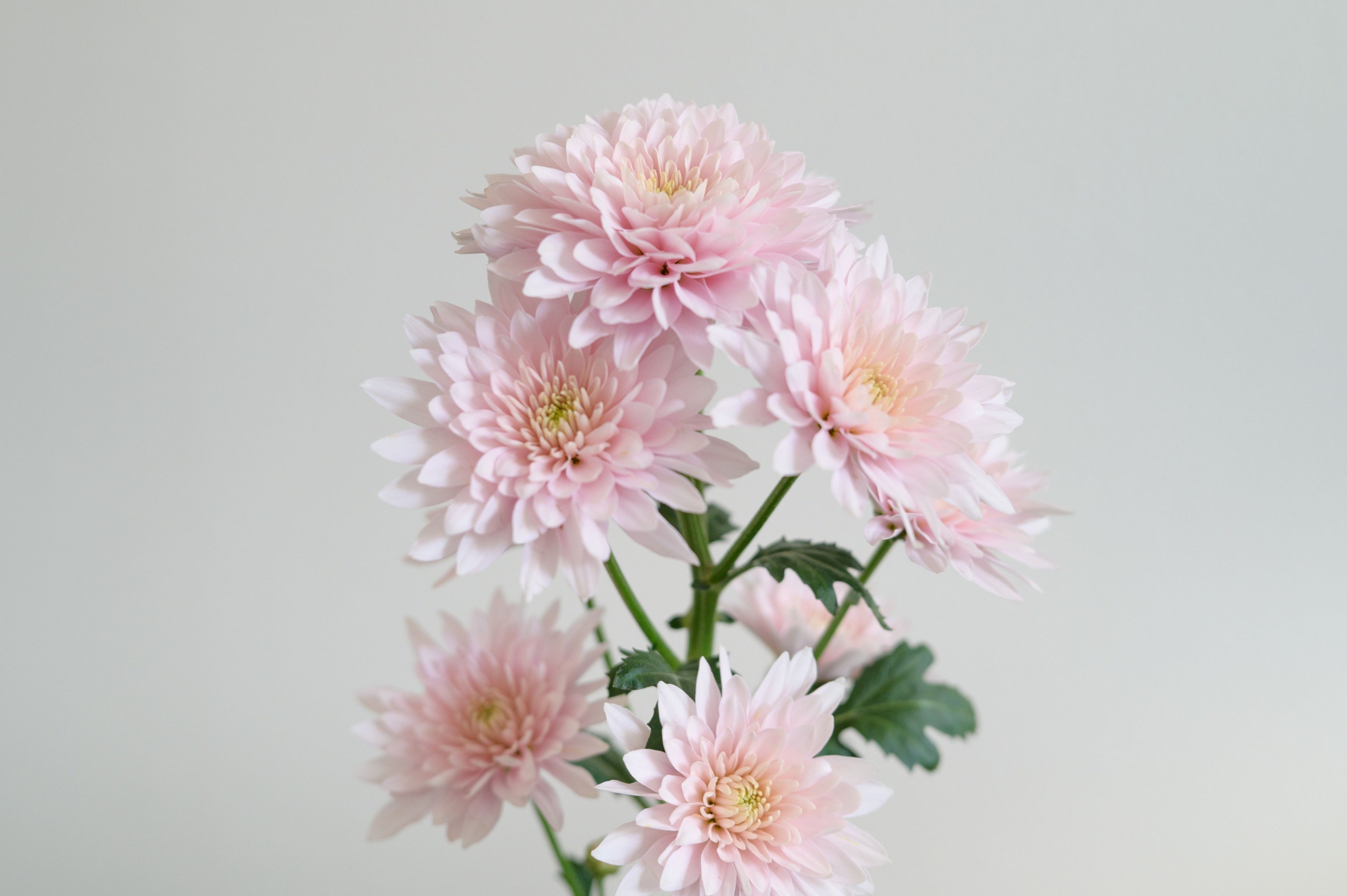 スプレーマム／パステラローズ