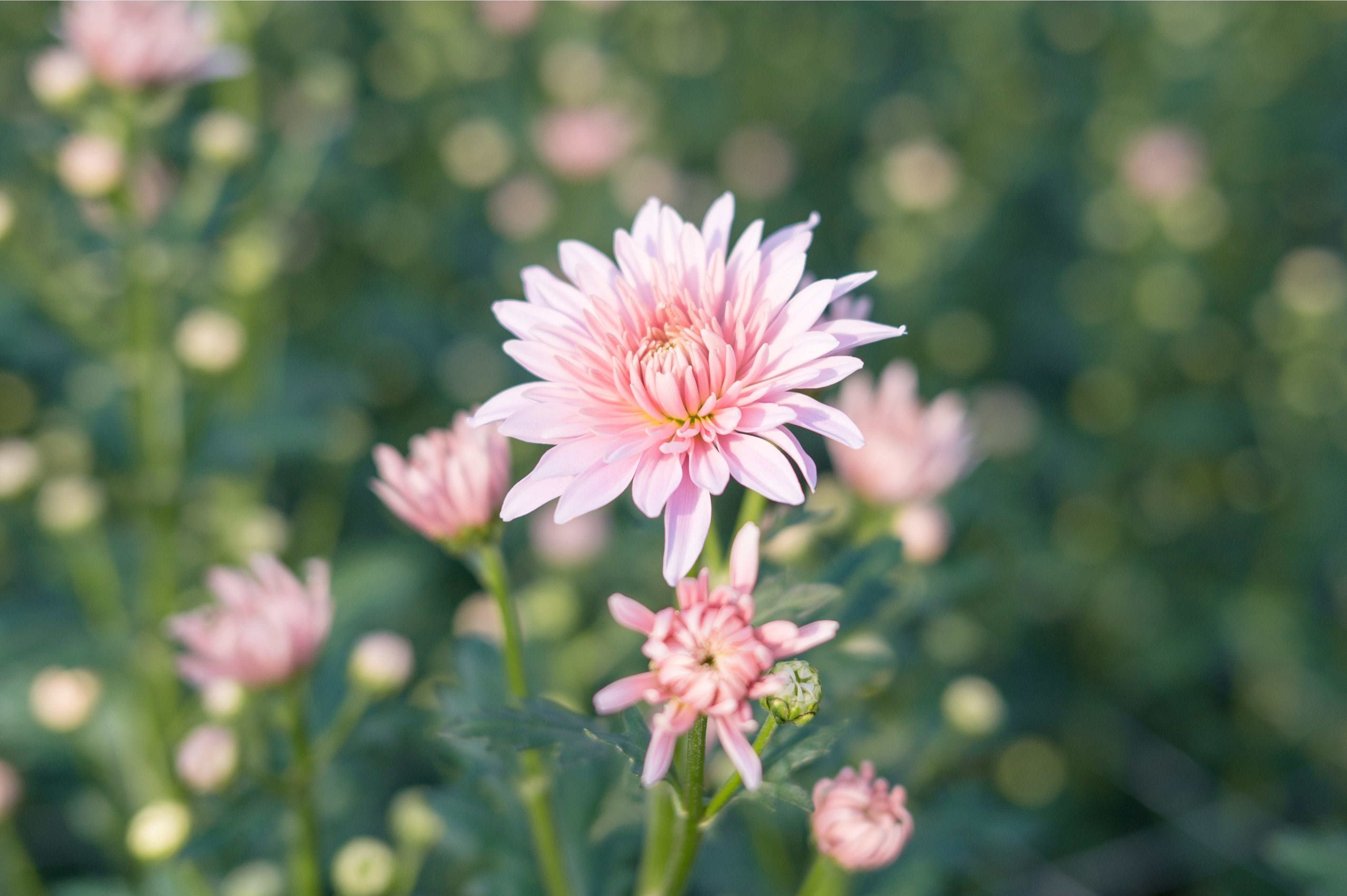 パステラローズ