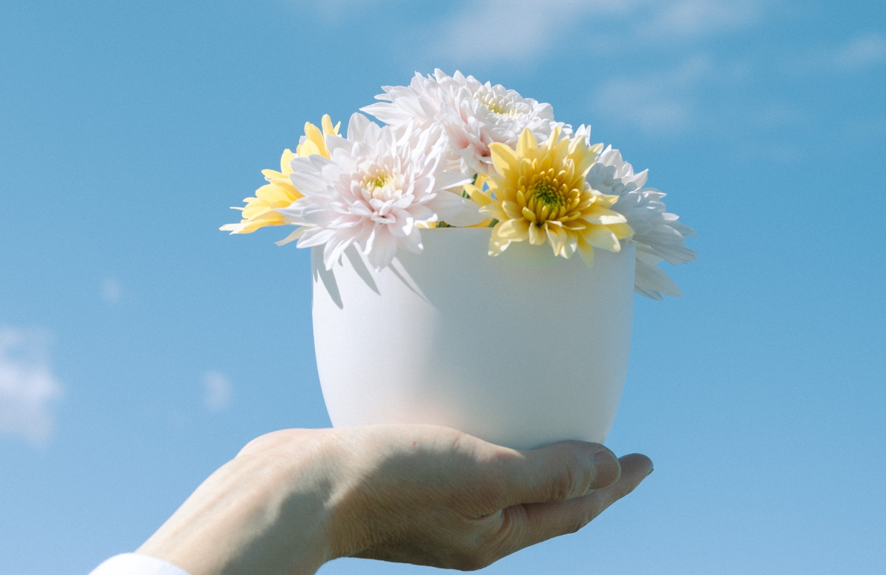 パステラシリーズ