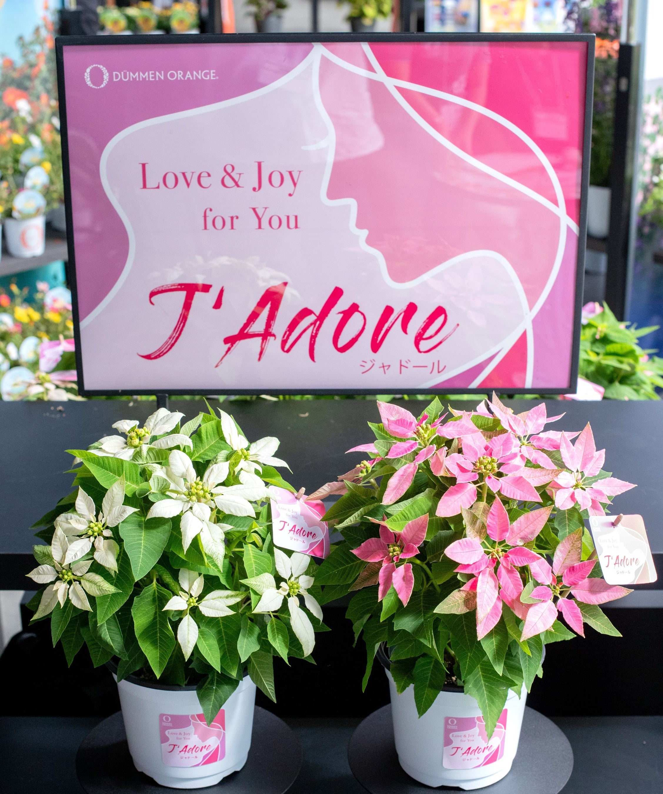 ジャドール／ポインセチア