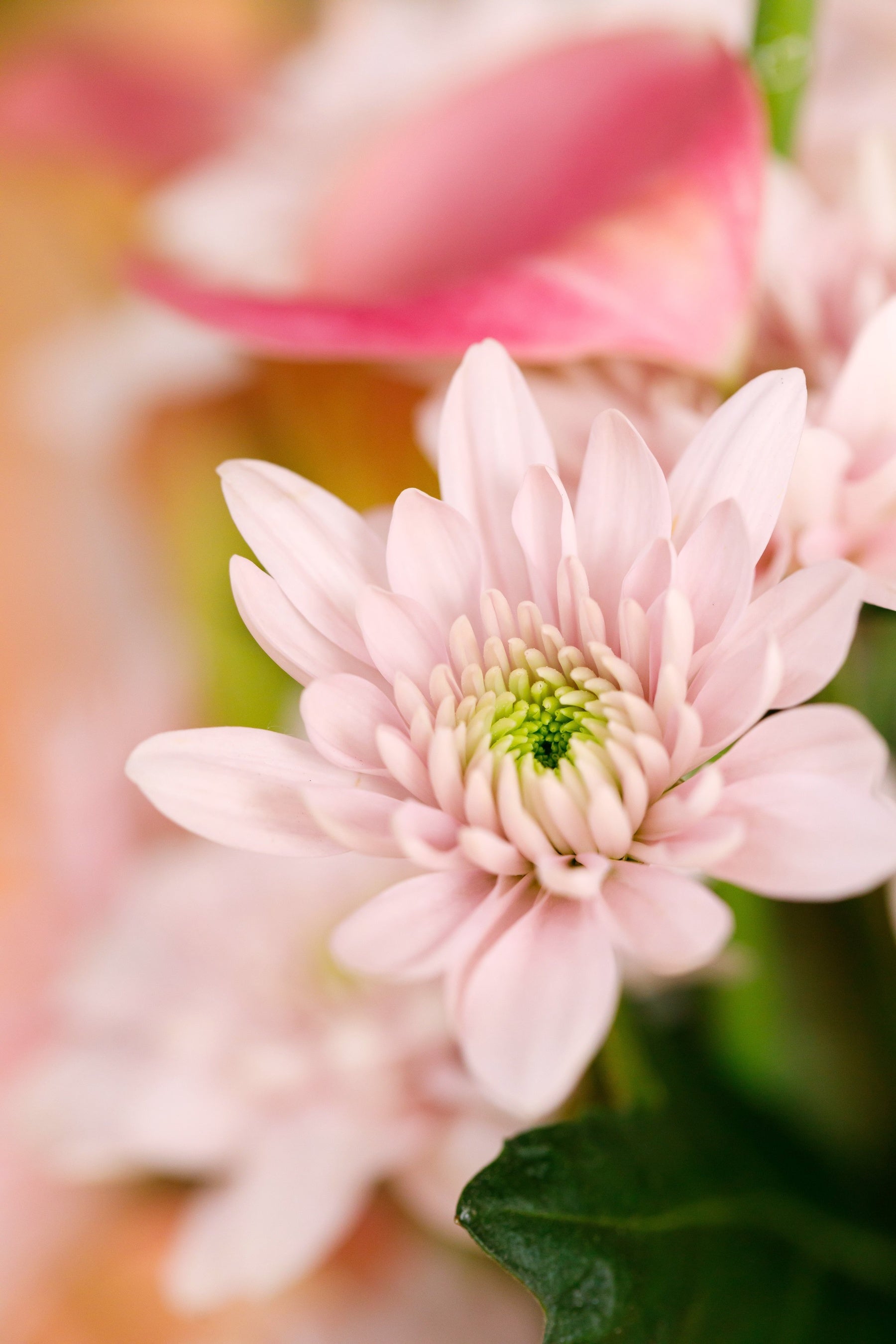 新品種のパステラロゼ