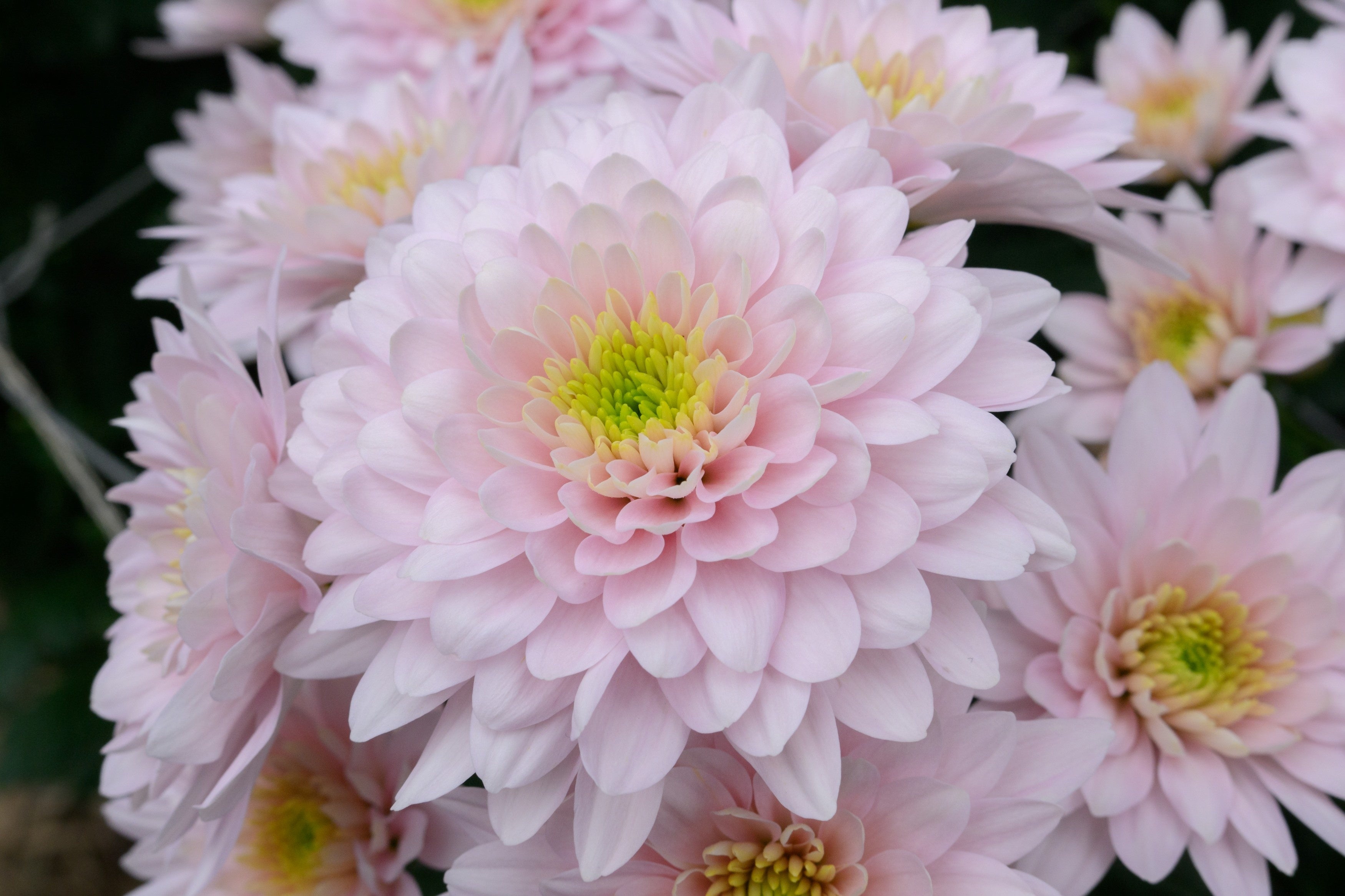 パステラマムの新色パステラロゼ