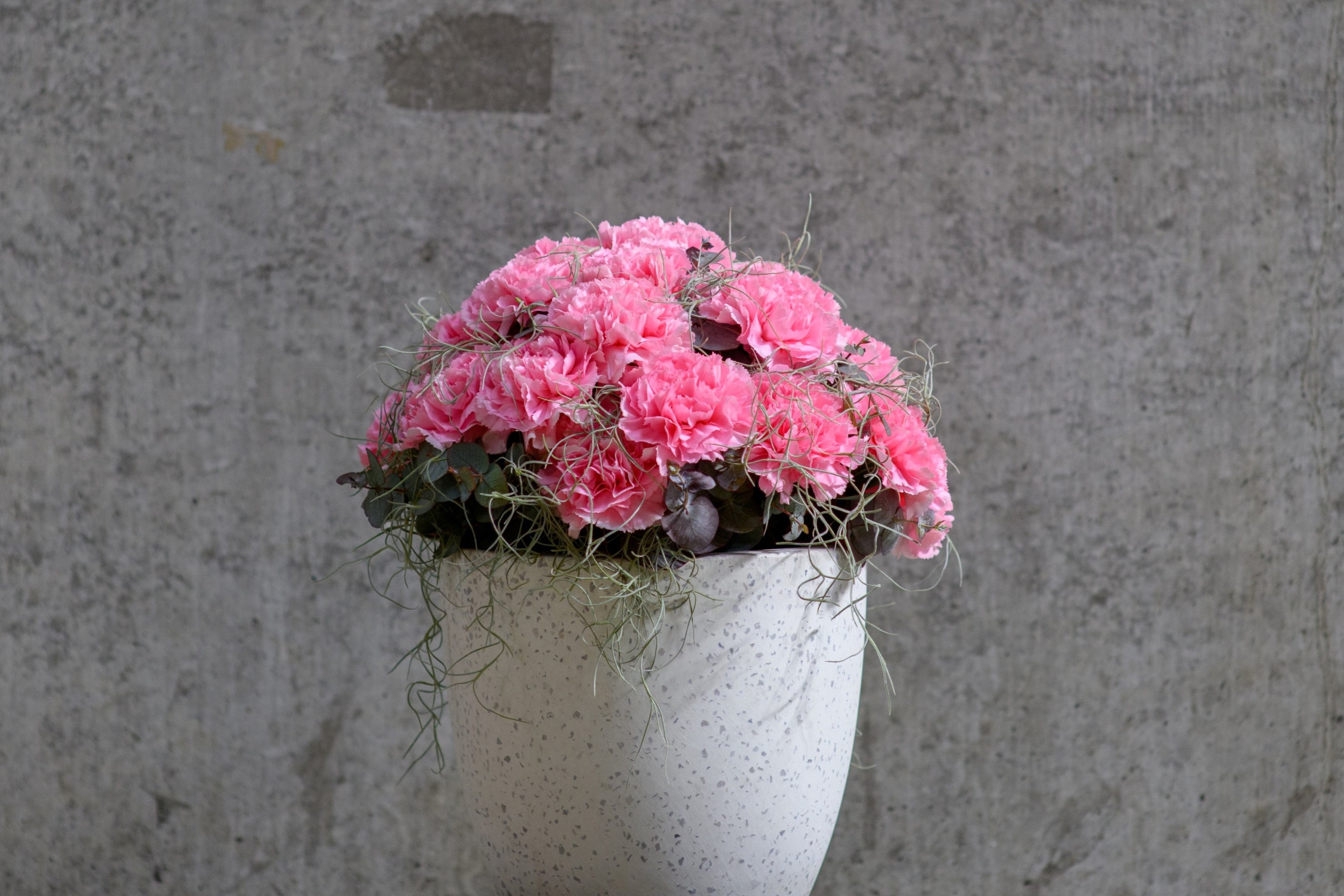 茎質が丈夫なジュリア