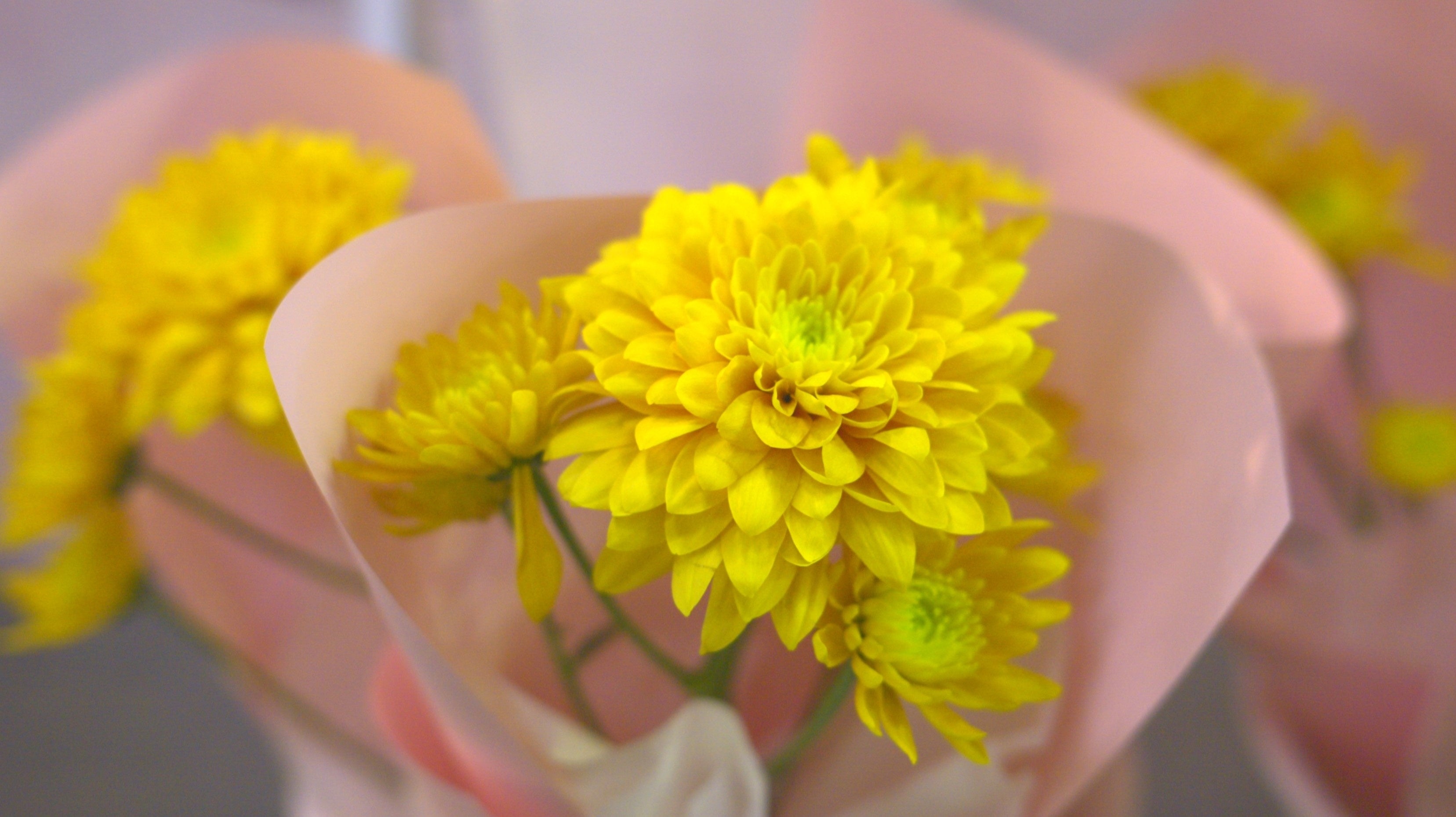 パステラサニー