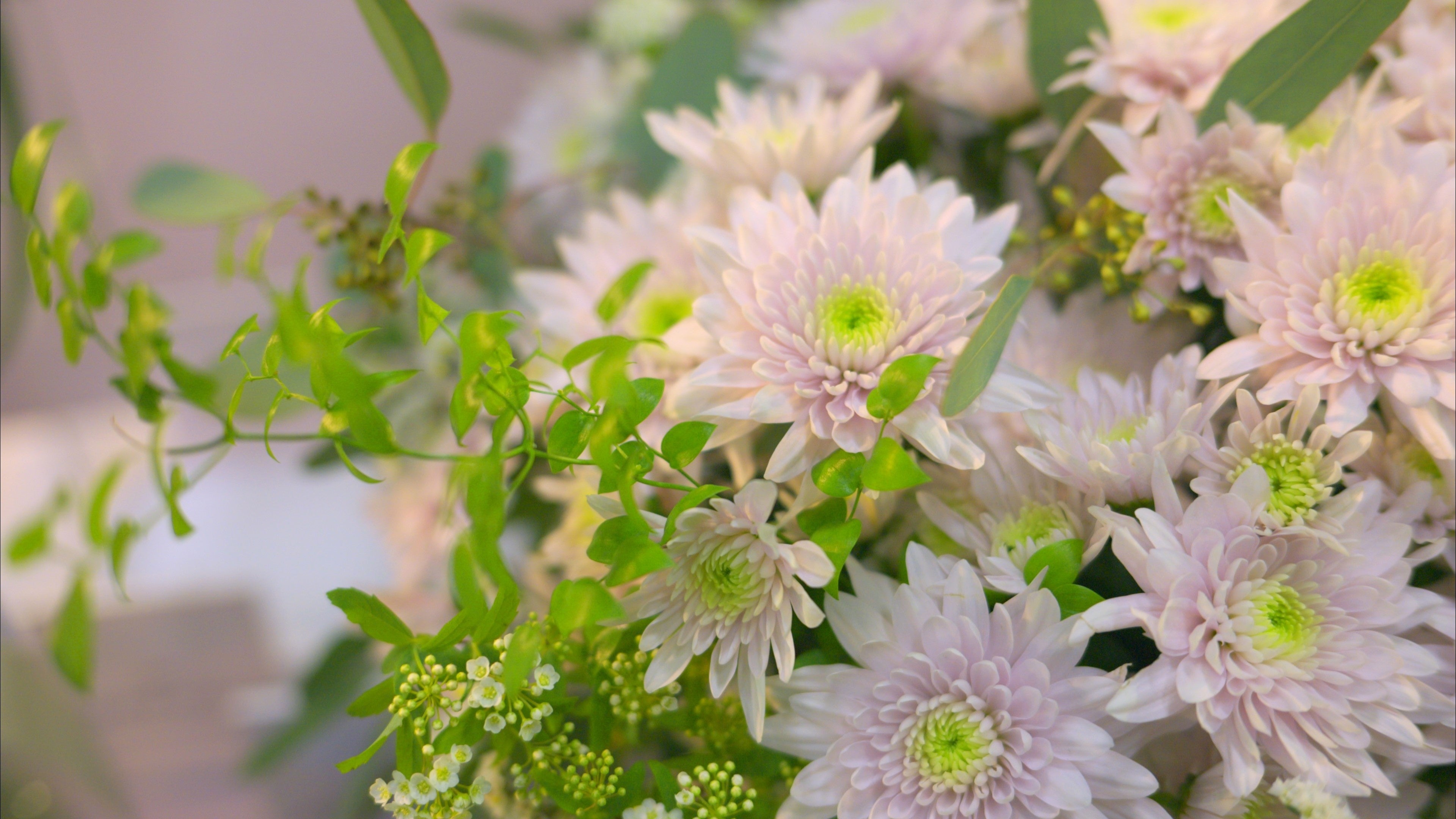 パステラローズ