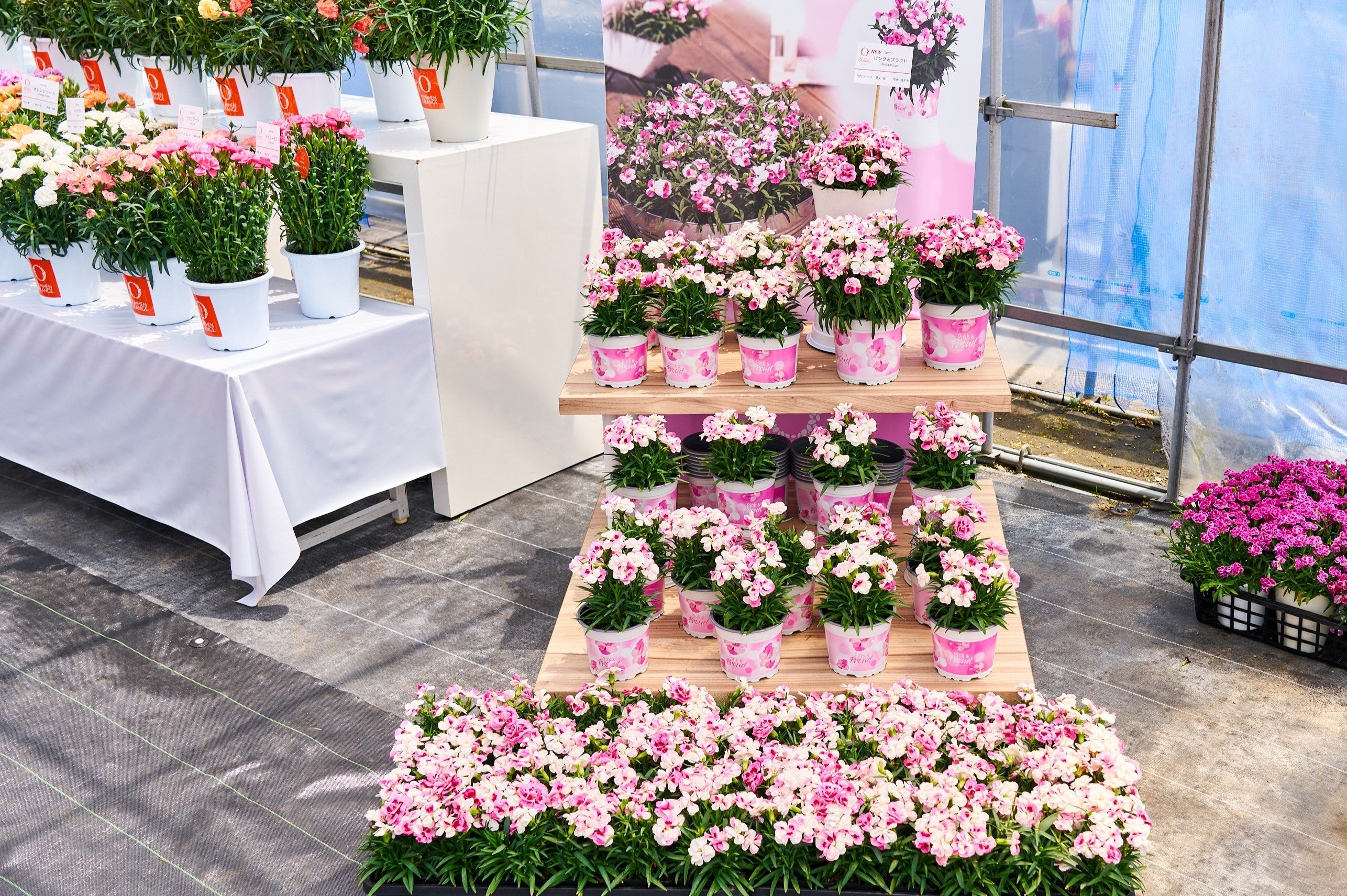 カーネーション「ピンク＆プラウド」