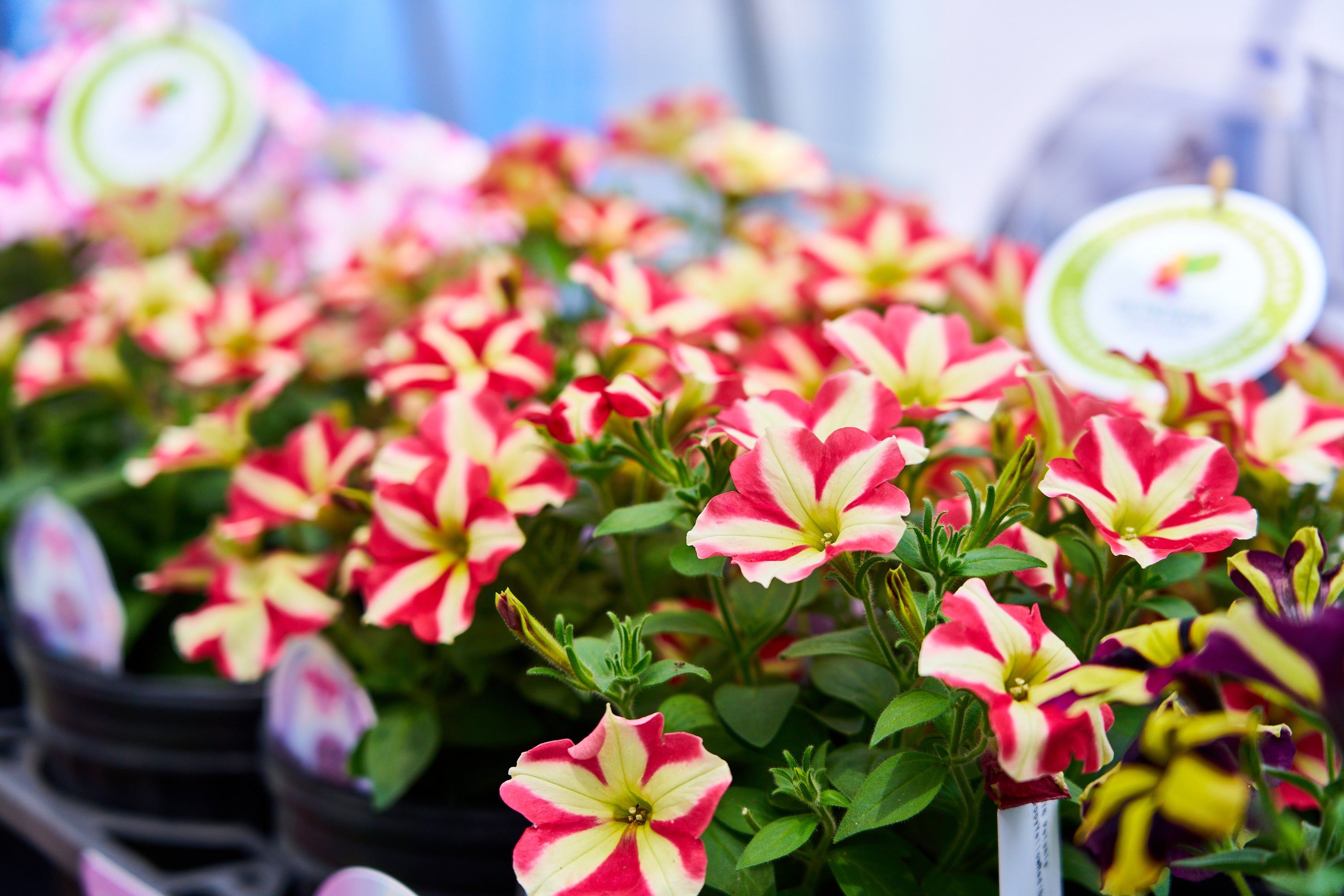 TMVに耐性のある世界初のペチュニア「ペッピー」