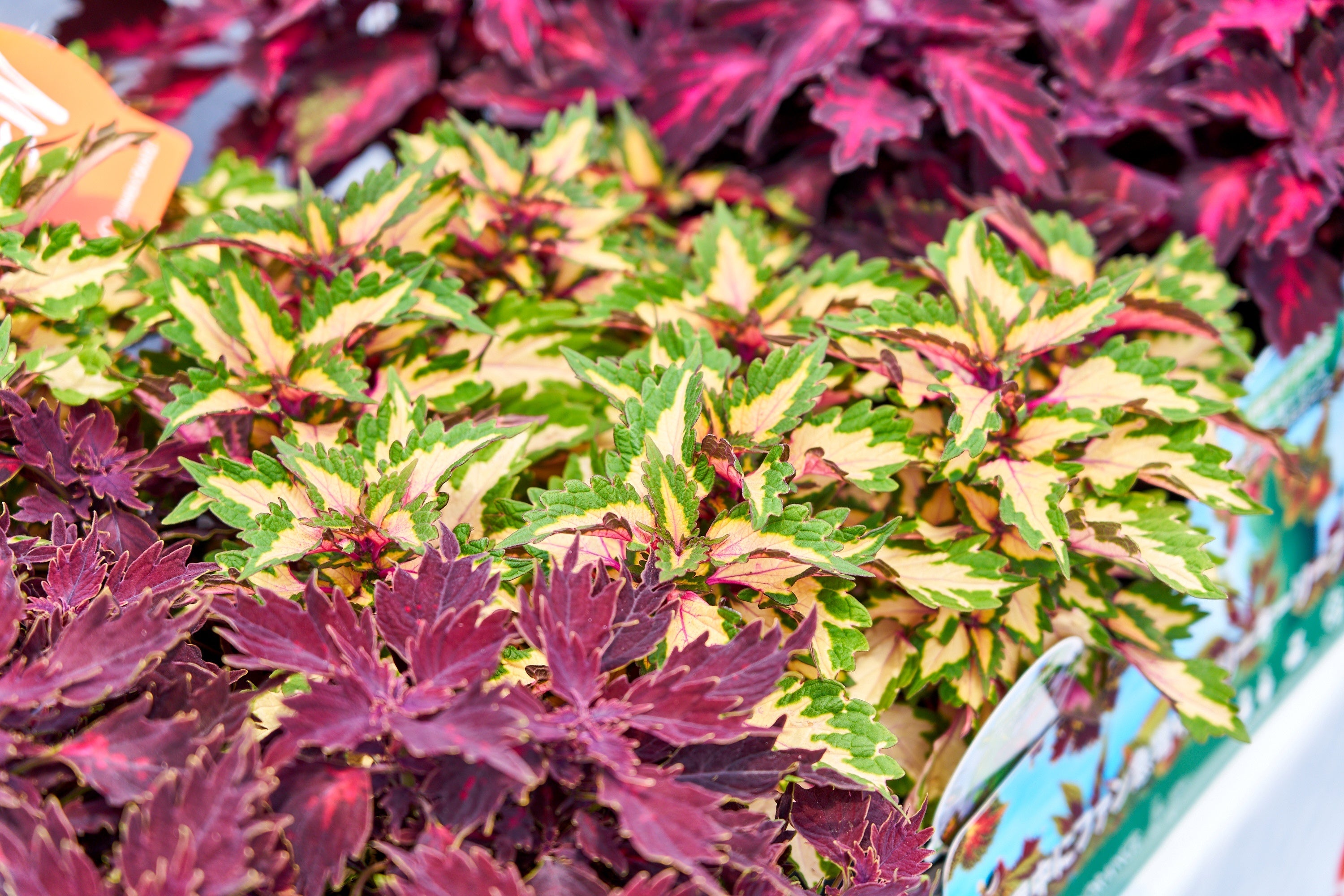 花を付けずに楽しめるコリウス「ダウンタウン」