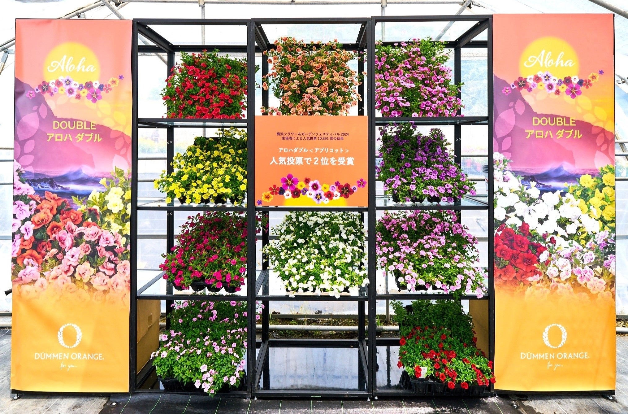 「アロハダブル」のディスプレイウォール