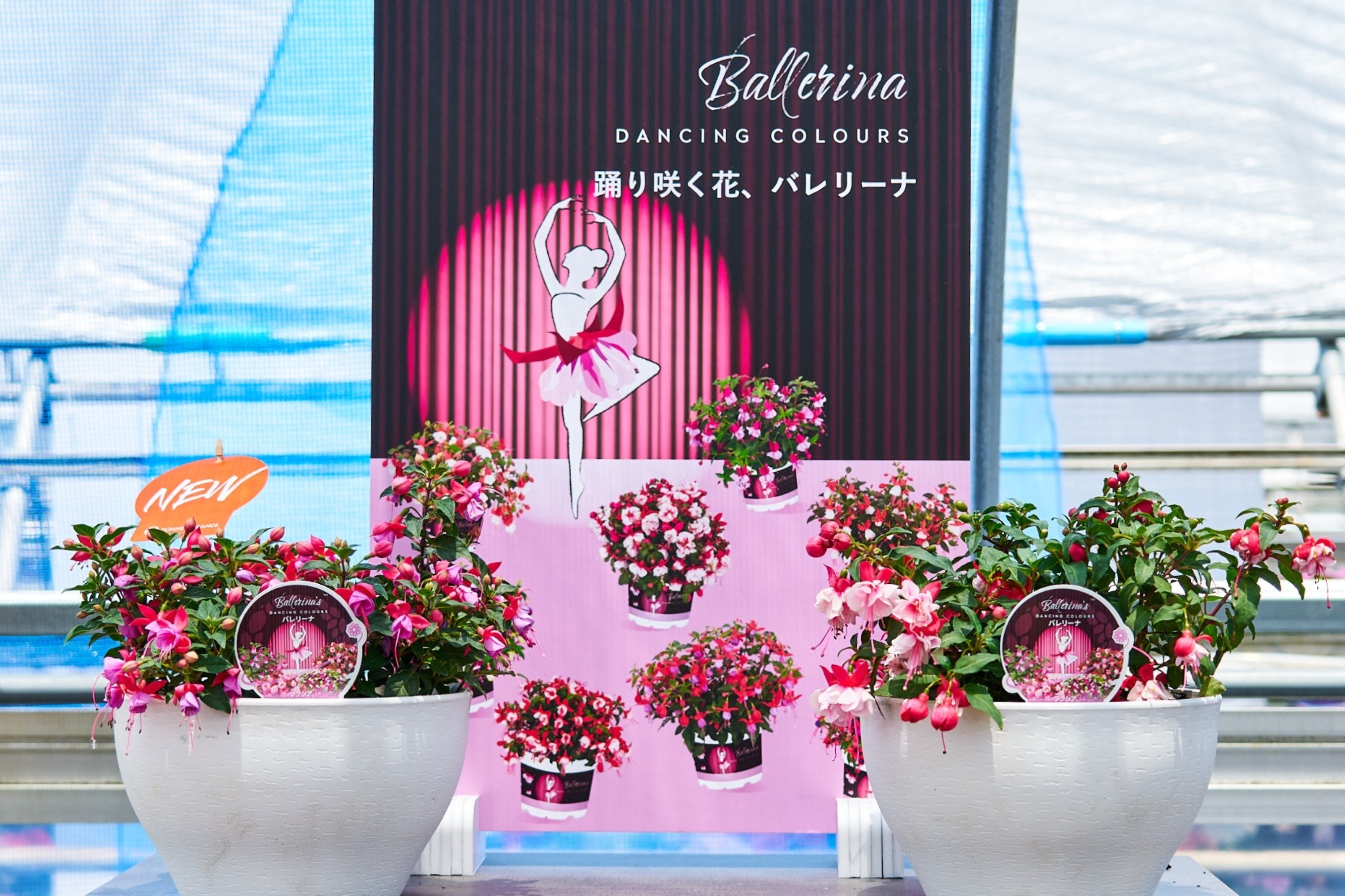 踊り咲く花、フクシアの「バレリーナ」