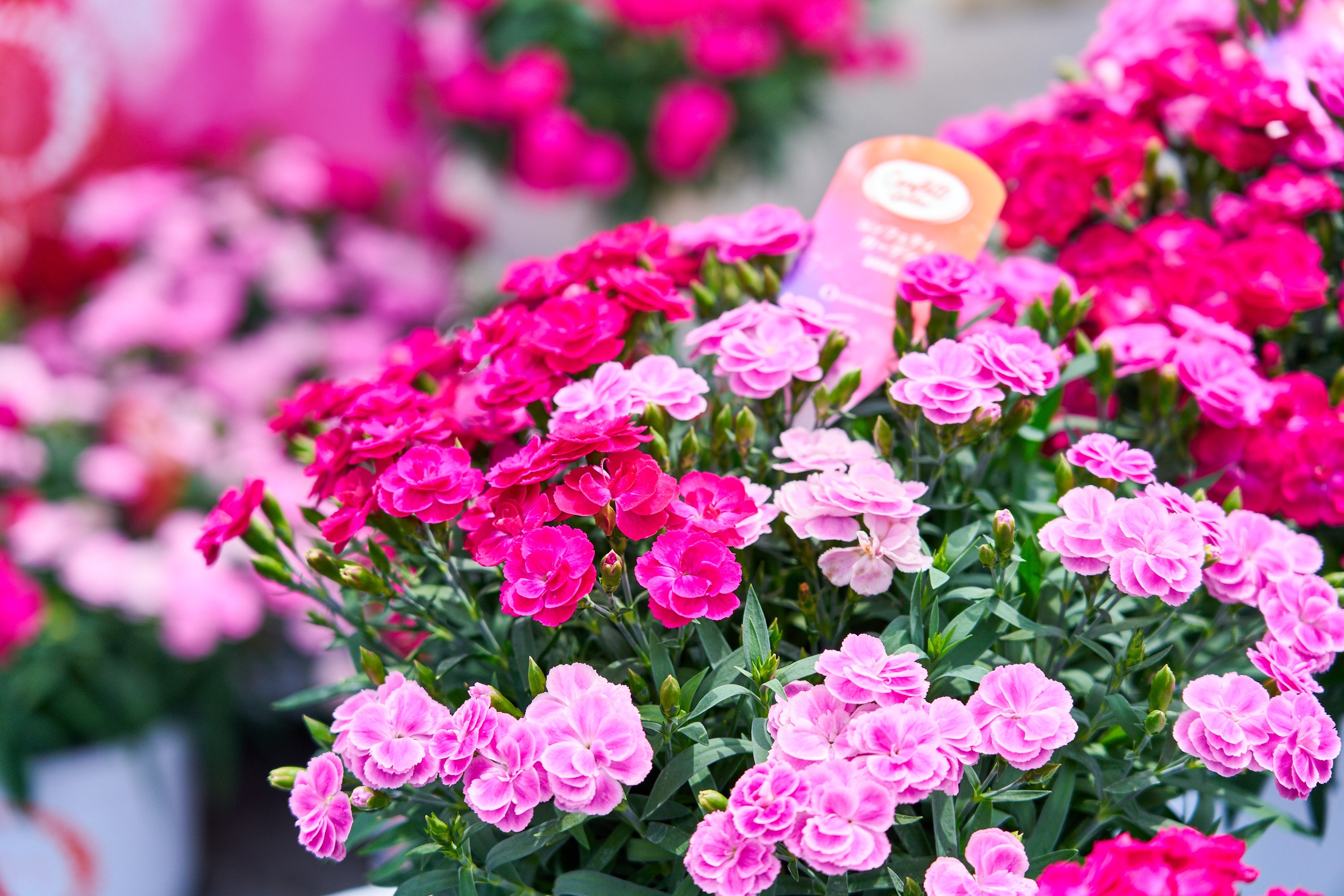 ミックスカーネーション「コンフェッティガーデン」