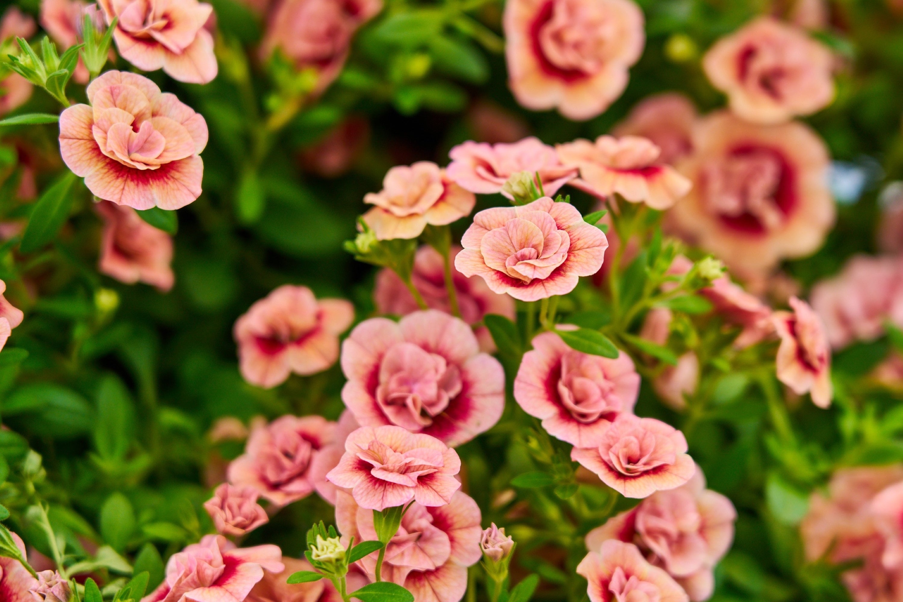 八重咲のカリブラコア「アロハダブル／アプリコット」