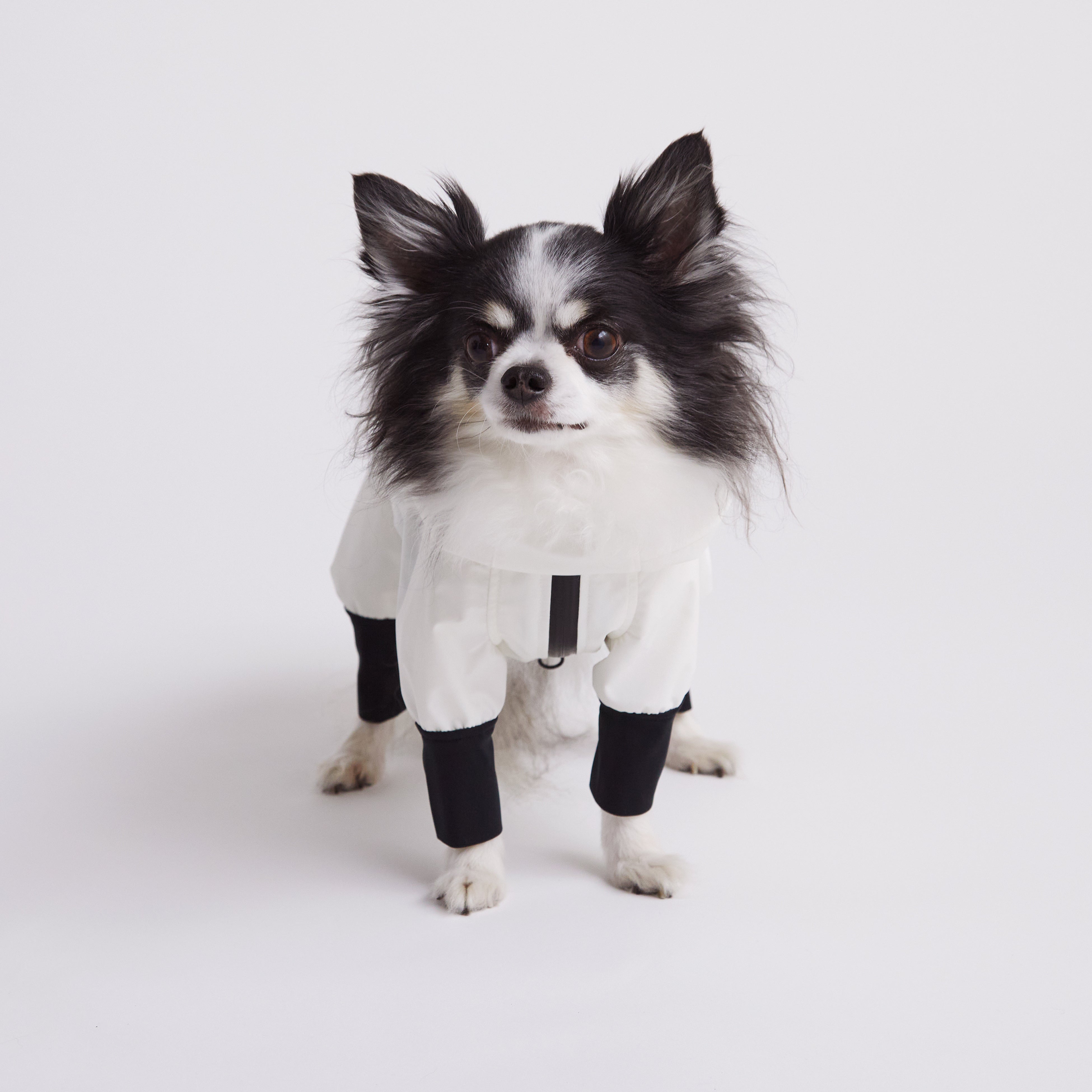 ※いぬ様専門ページ Amazon | PAWZ Road 犬 ベッド ドーム 犬 ハウス 犬小屋 犬の