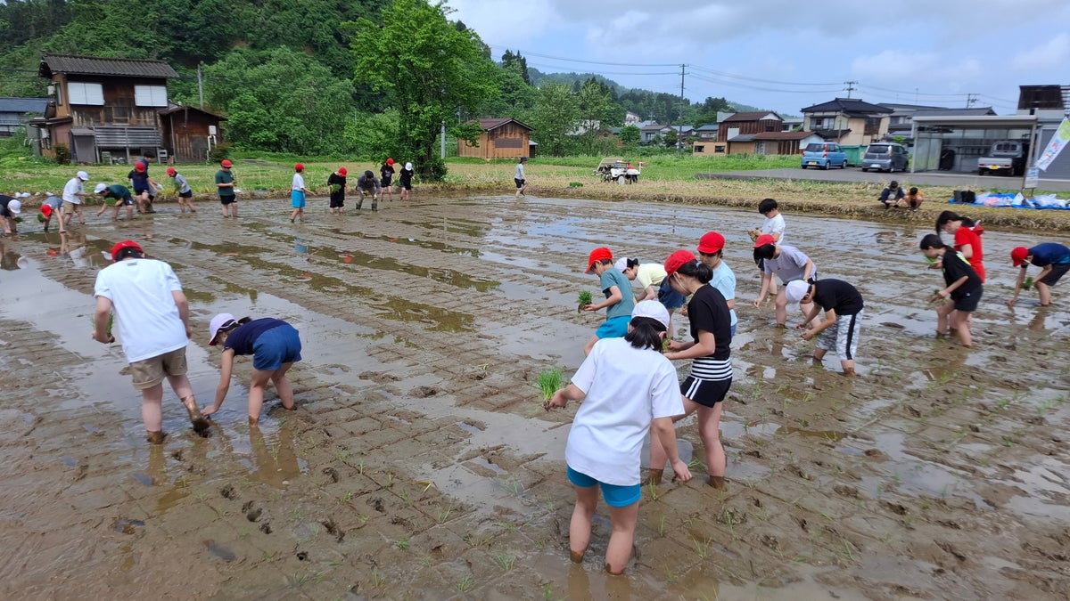 長岡市内の学校田で田植えをする様子