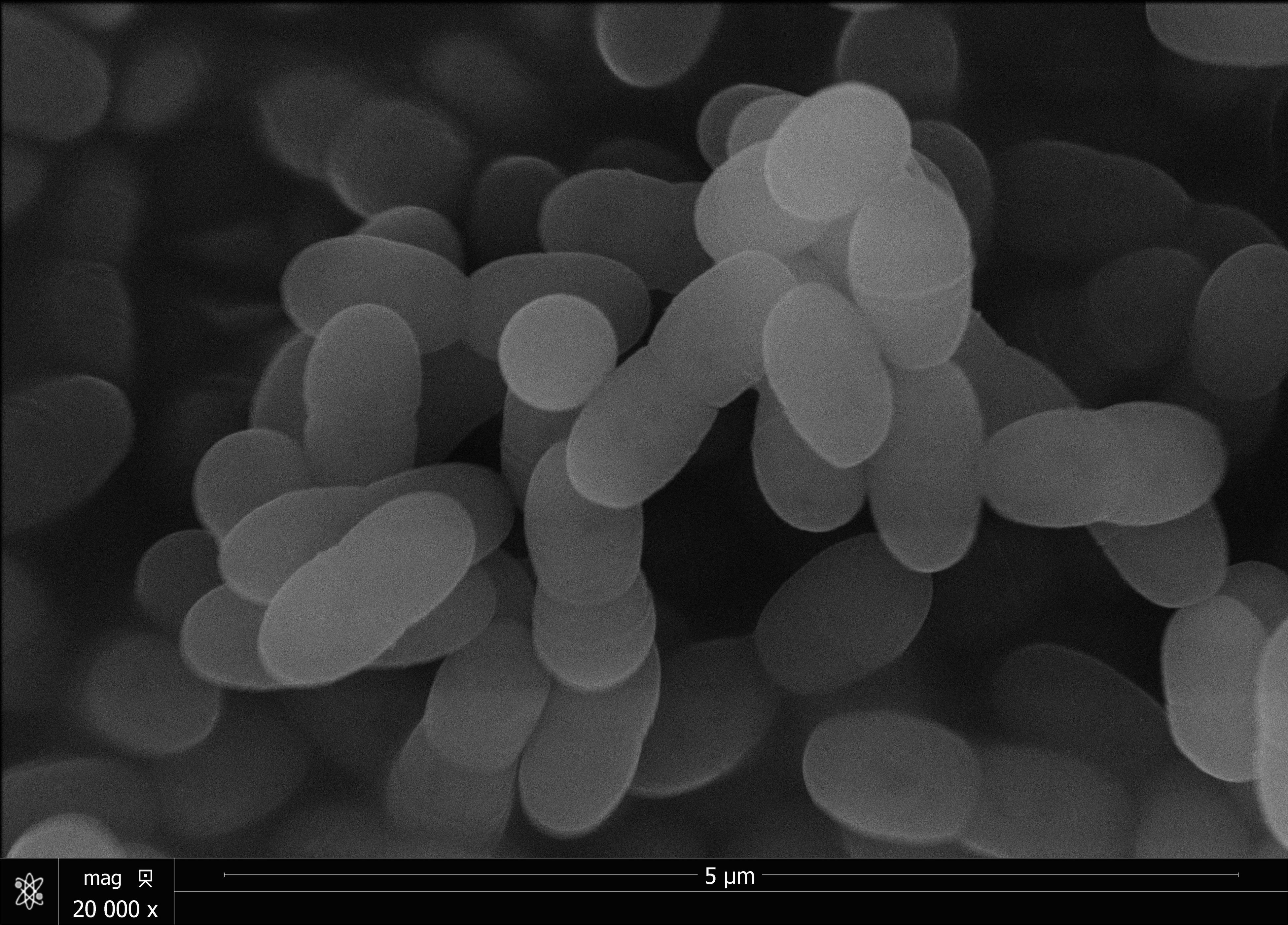 プラズマ乳酸菌