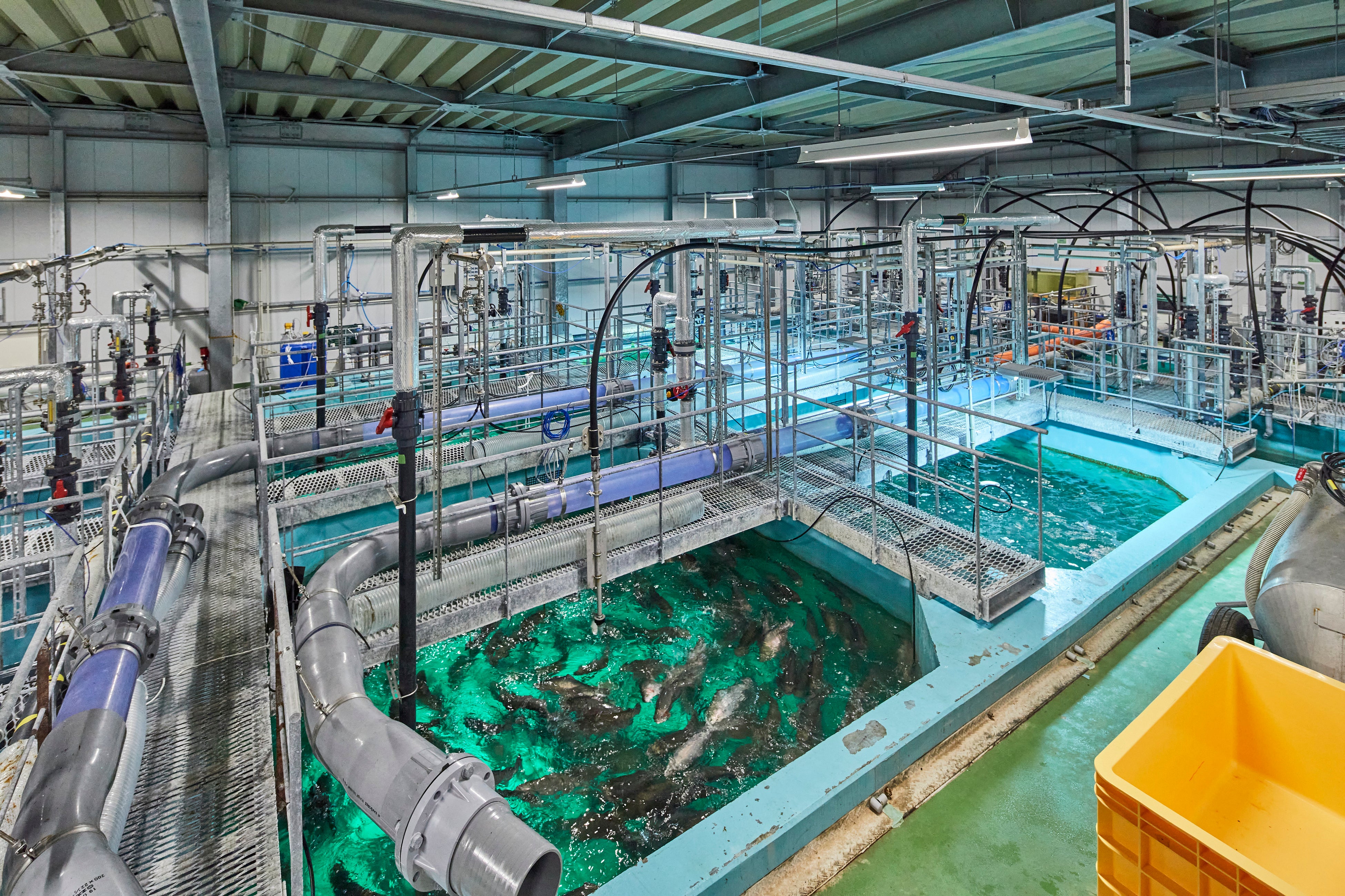 木更津市の陸上養殖プラント