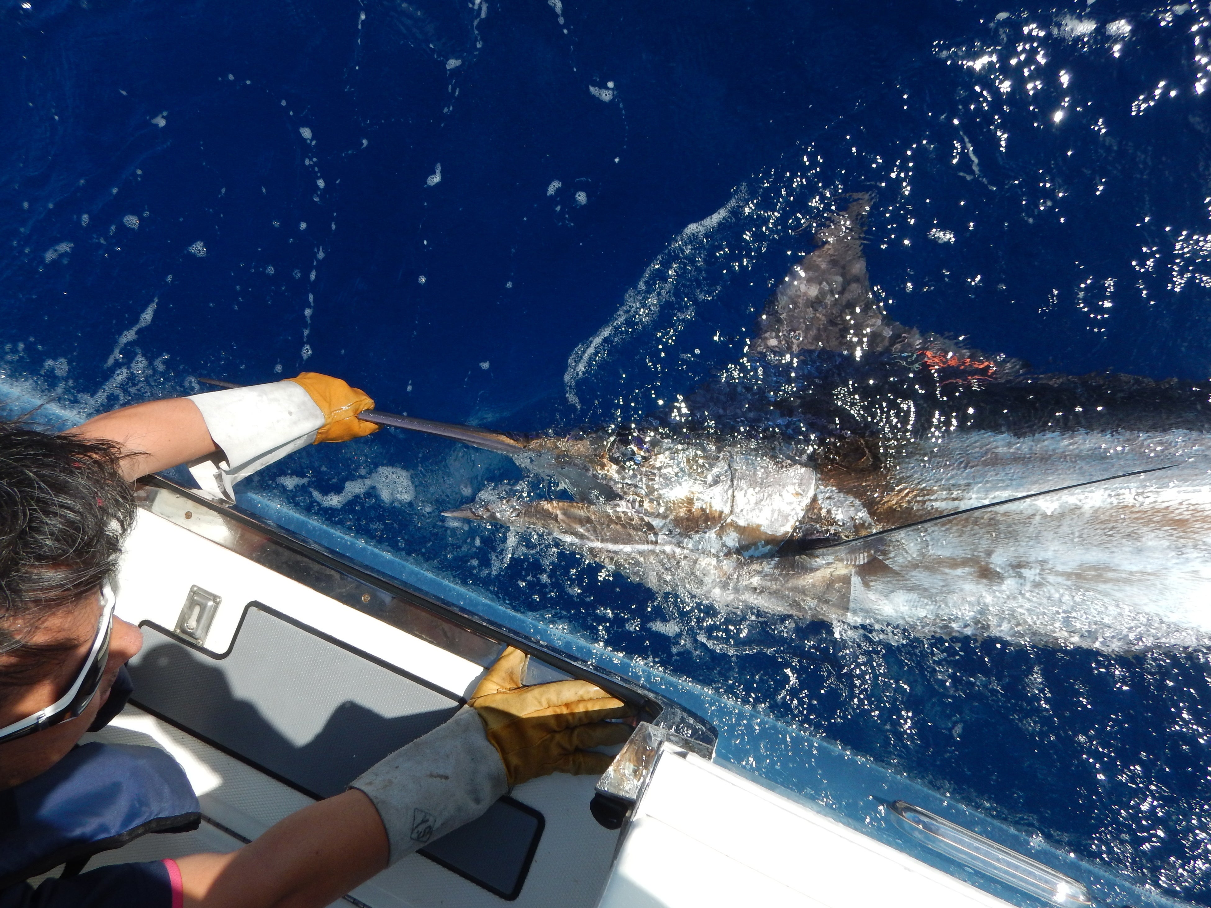 リリースされるクロカジキ