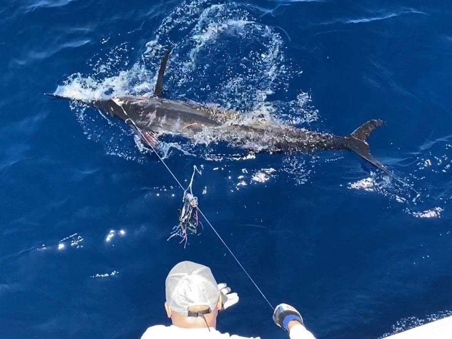 タグ&リリース・クロカジキ推定100㎏(金子新）