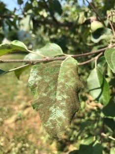 りんごの黒星病の葉における病斑