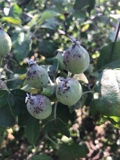 りんごの黒星病の幼果における病斑