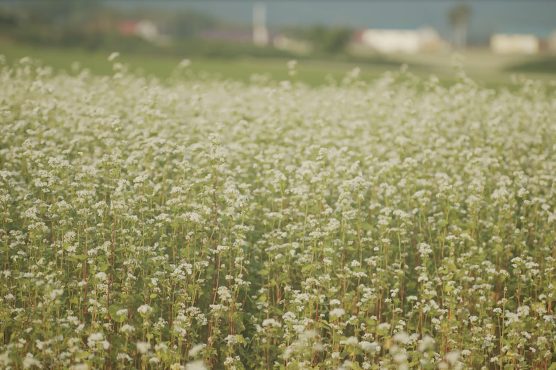 ソバの生産で有名な幌加内。寒さは厳しいが豊かな自然環境である。