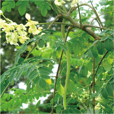 ワサビノキ種子油（モリンガオイル）