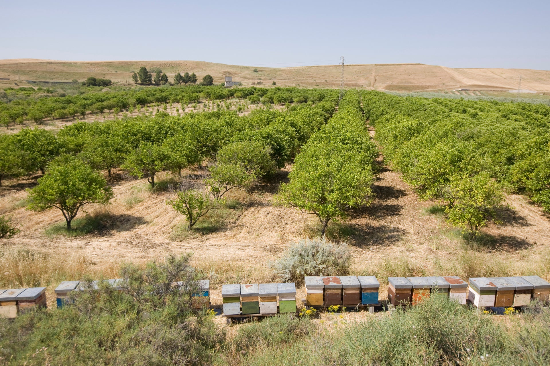 シチリア島養蜂場の様子