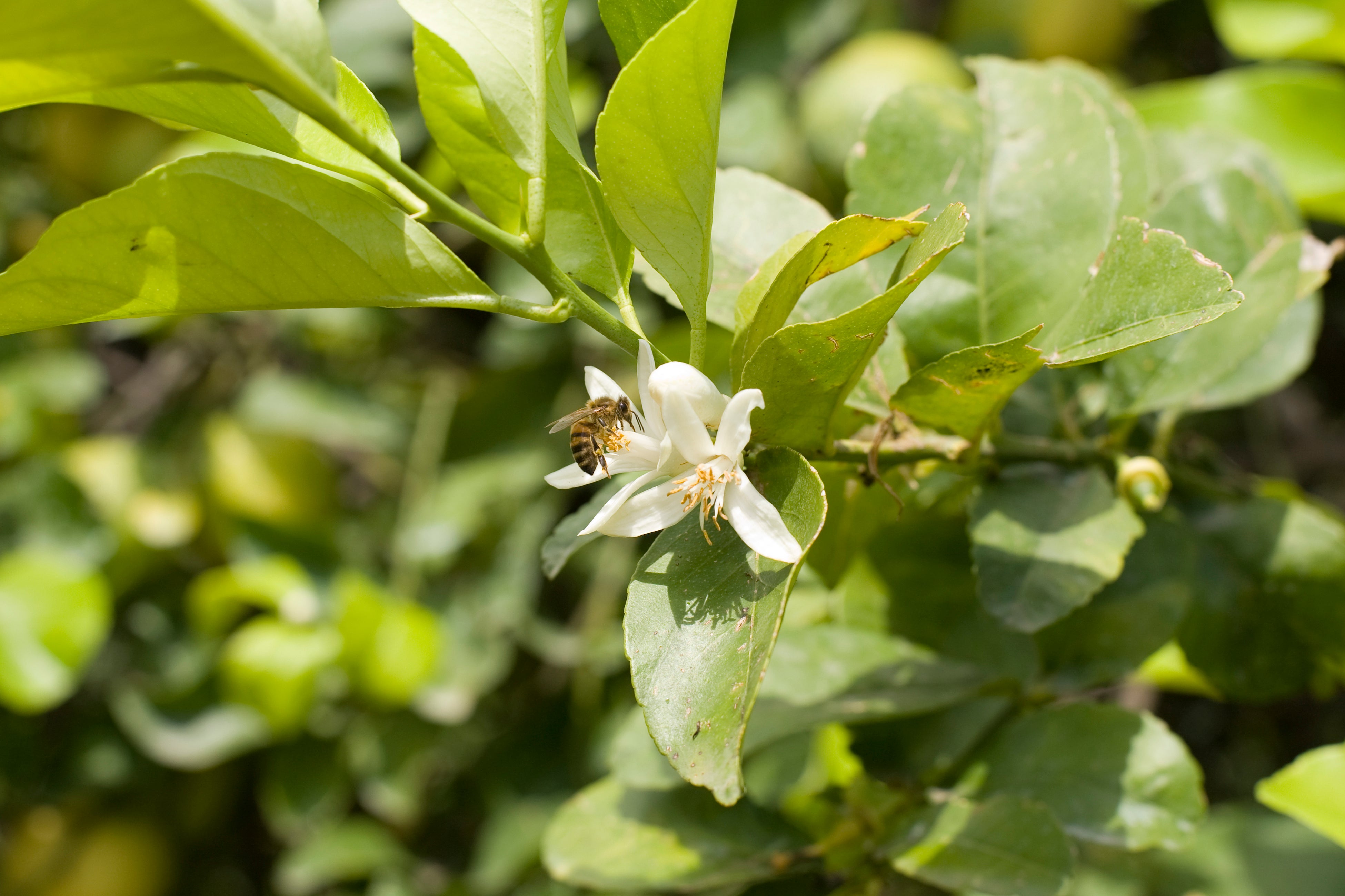 シチリアレモンの花