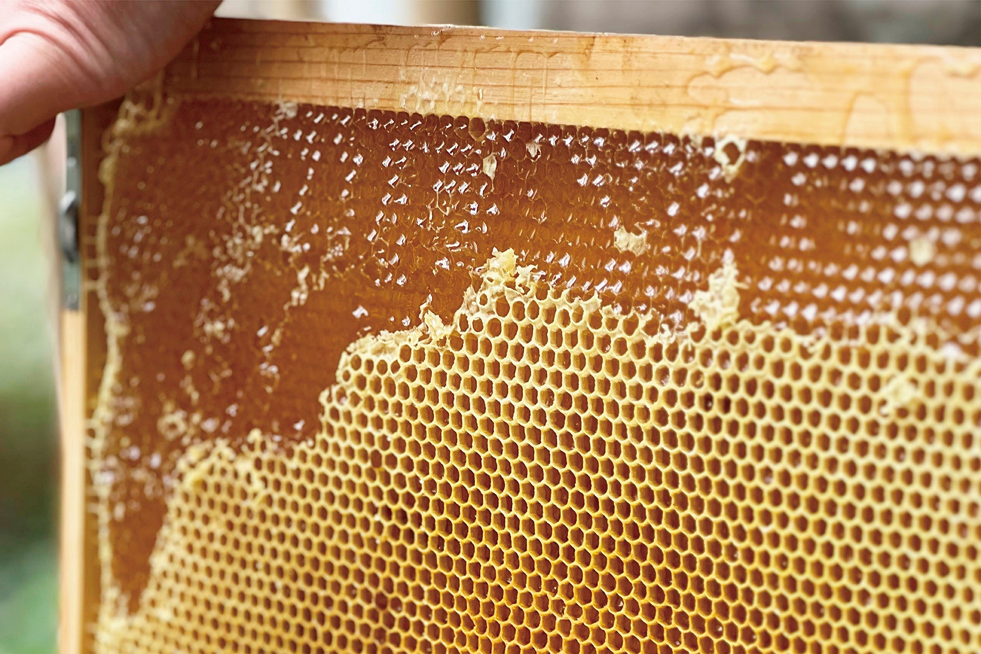 蜜しぼりイベントイメージ２