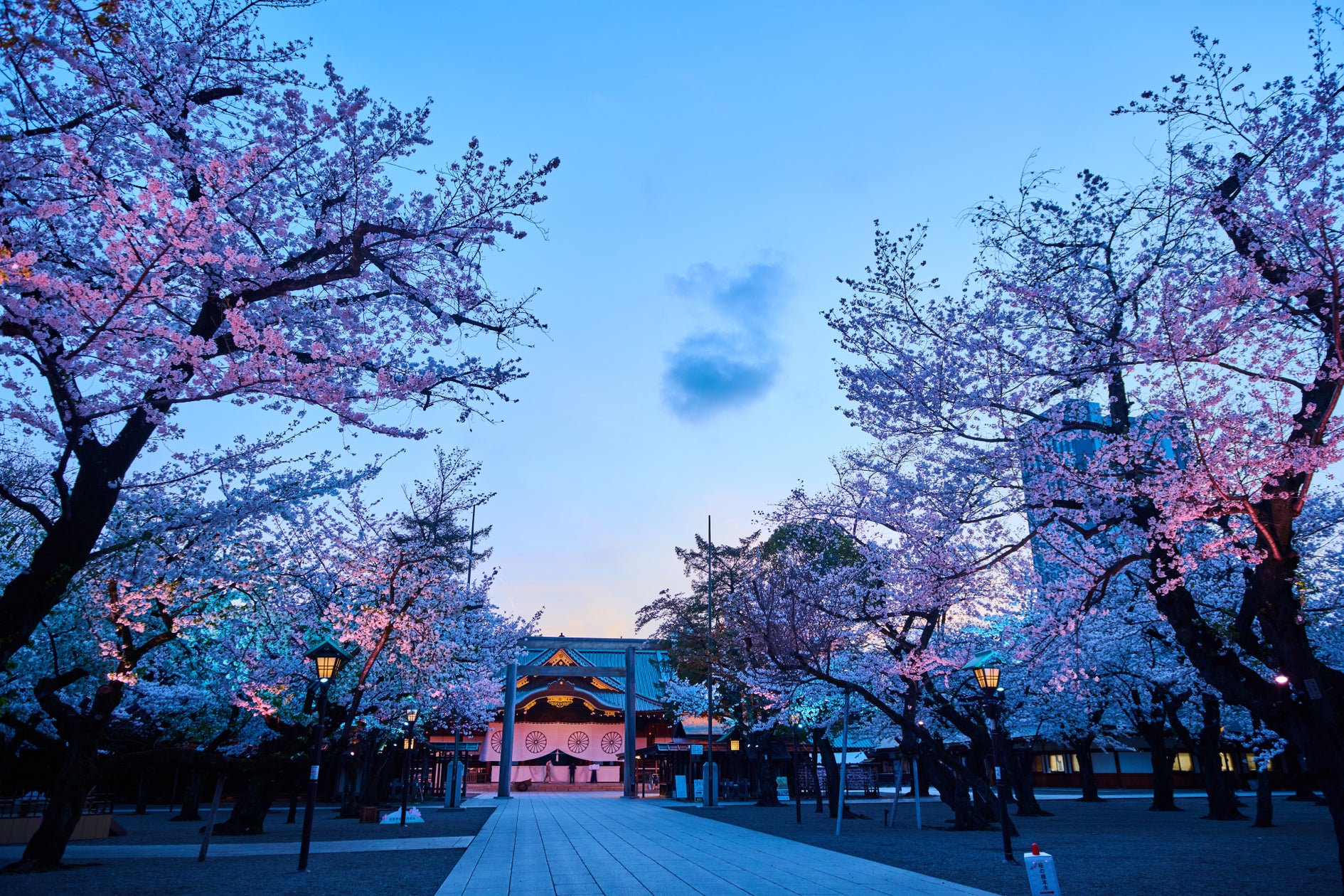 【靖國の桜】令和7年のお花見は靖国神社へ。幻想的な「夜桜詣」も。 | 靖國神社のプレスリリース