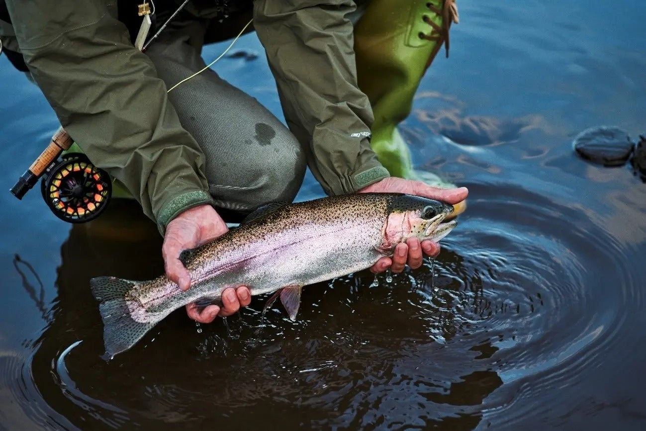 湖へは魚が定期的に放流されます。