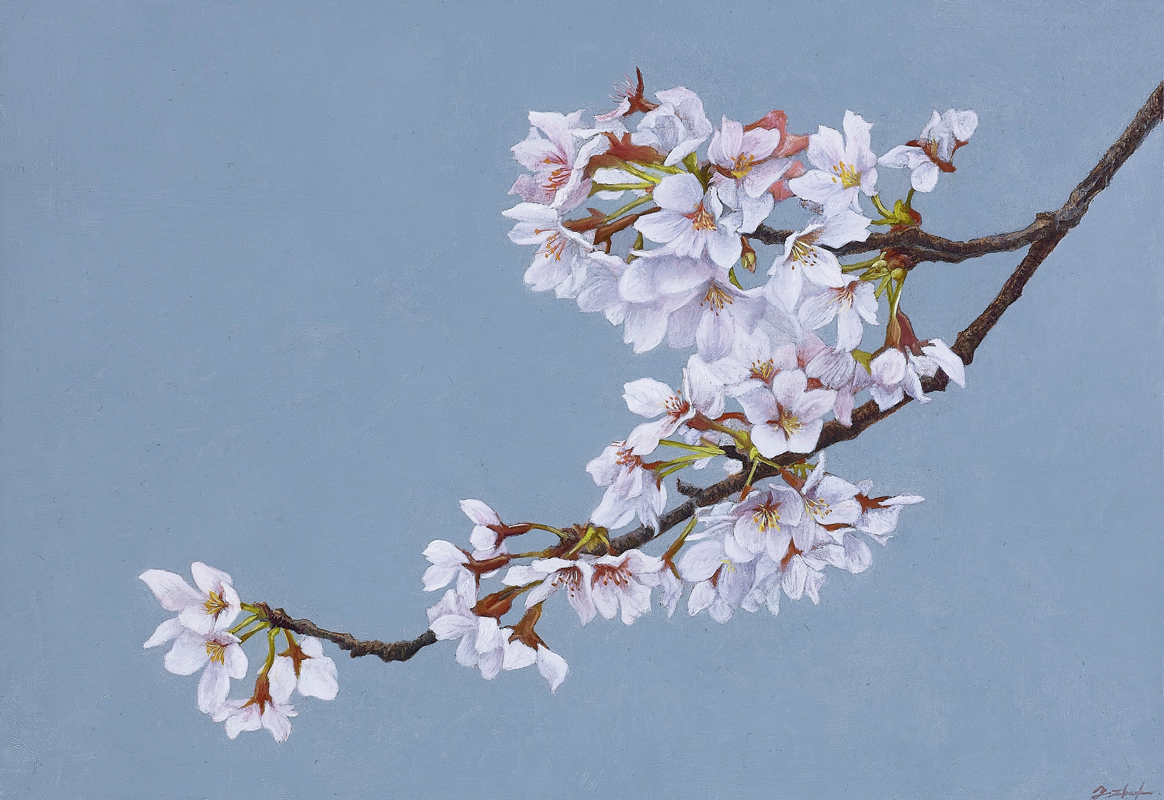 「薄桜」 H27×W19cm_ パネル、綿布、油彩