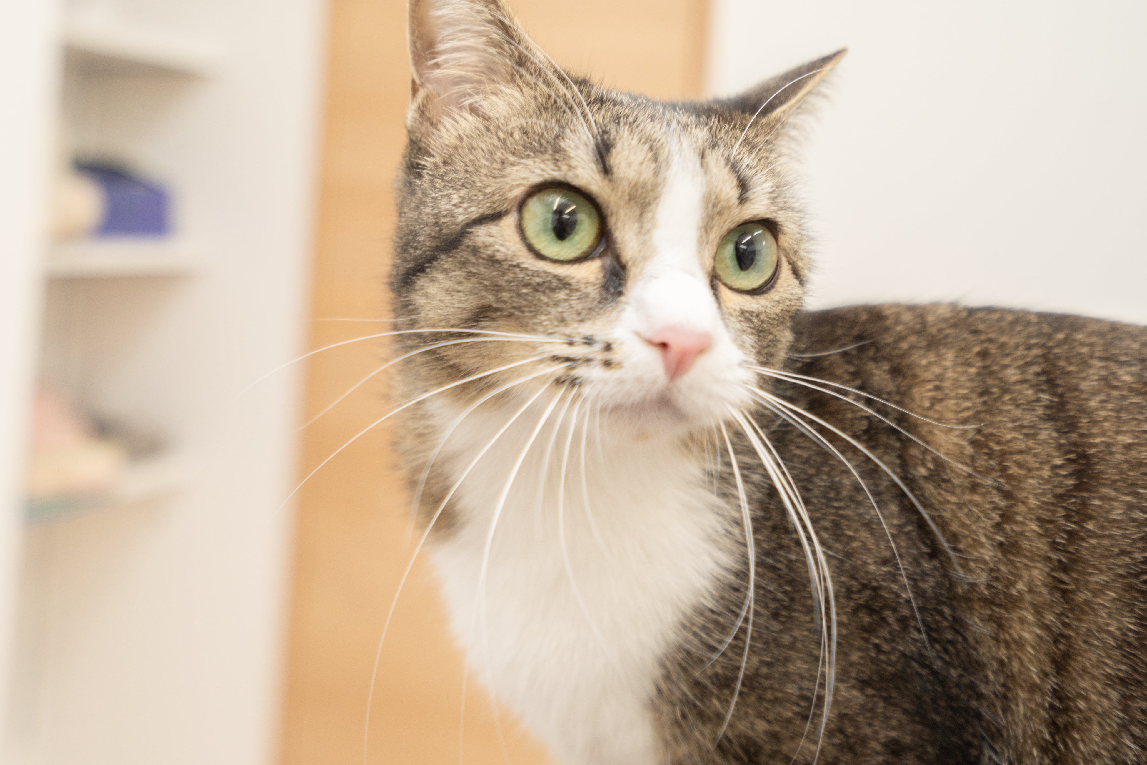 スタッフと一緒に暮らしている猫