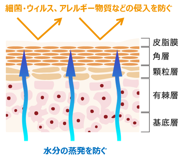 皮膚断面図：外からの攻撃・異物の侵入を防ぐ角層が 皮膚バリア機能の大部分を担っています