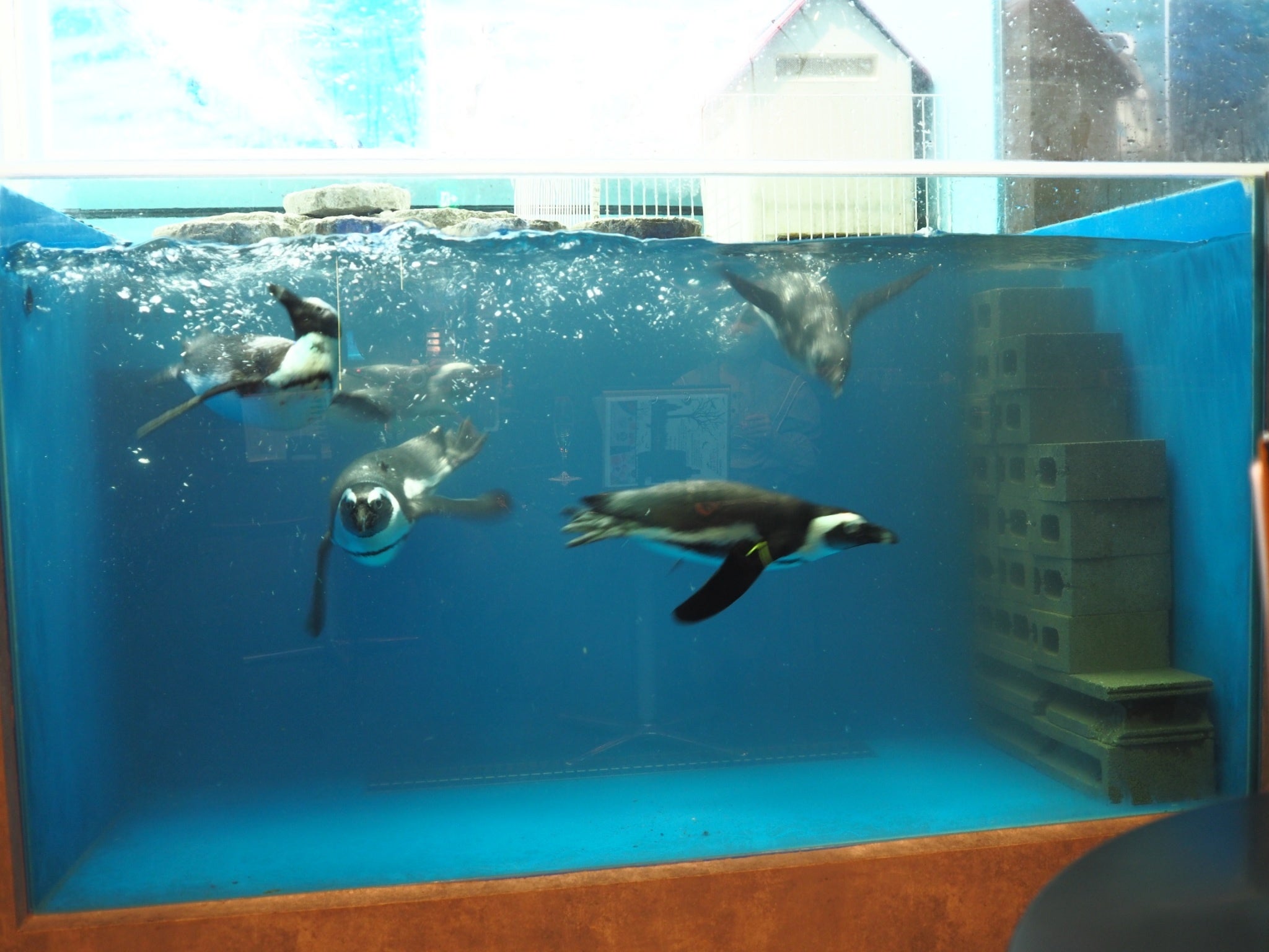 元気に泳ぐペンギンたち